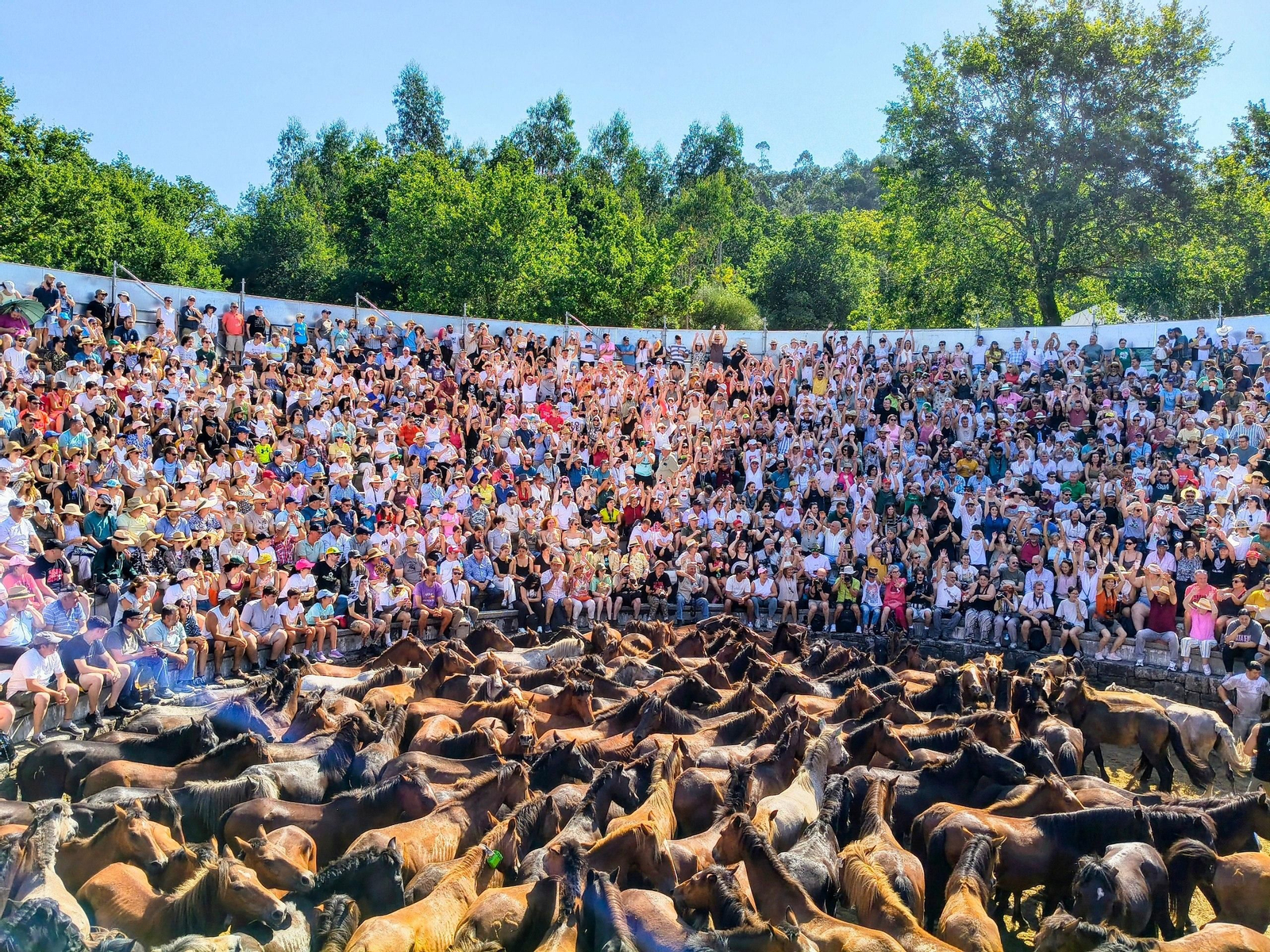 Galería | La Rapa das Bestas desafía al calor en Sabucedo