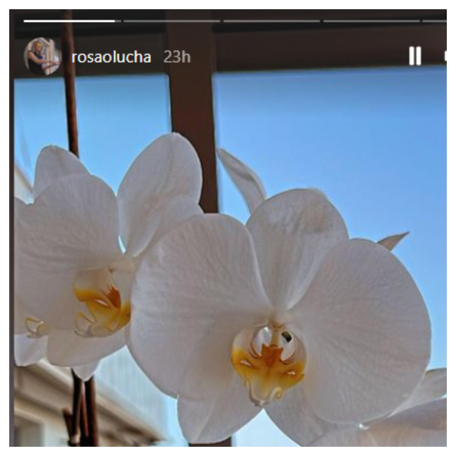 Captura de pantalla de las historias de Rosa Olucha