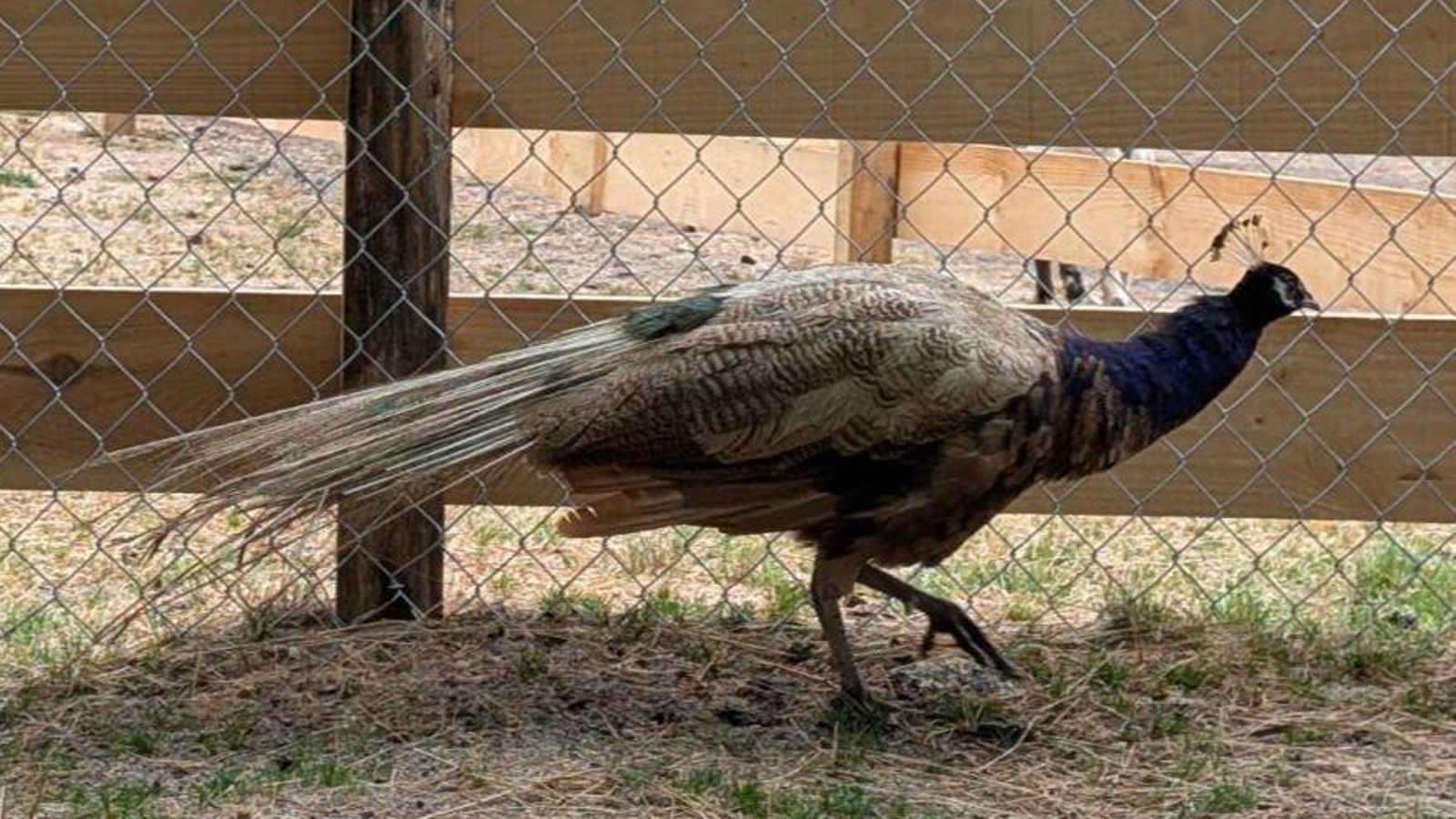 El pavo real, otro de los atractivos de la granja.