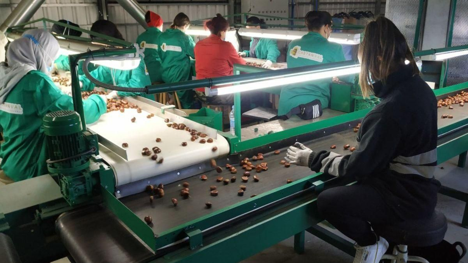Trabajadores de la nave de una distribuidora de castañas.