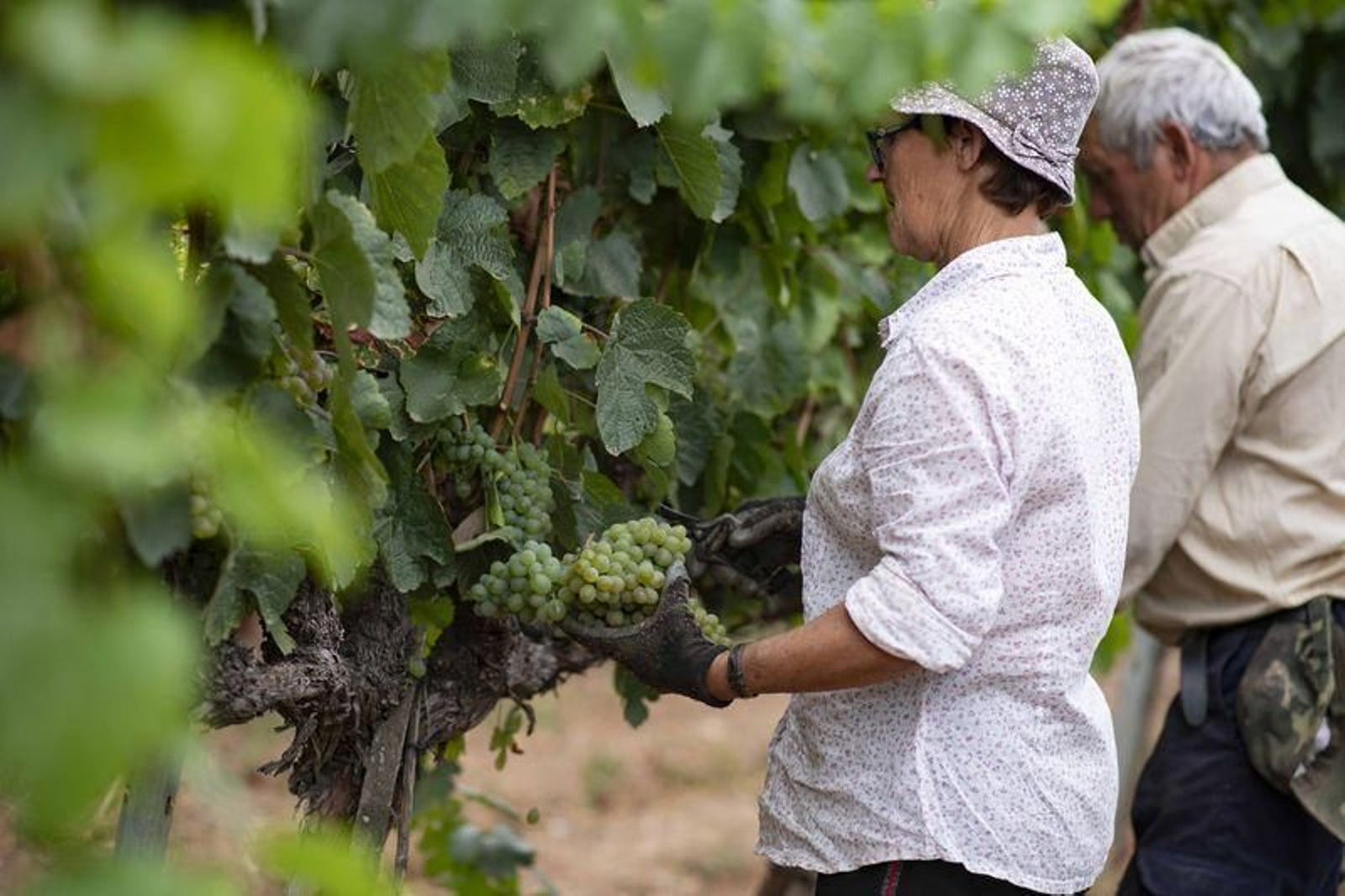 Vendimia en la bodega Pazos de Tapias, en Verín (XESÚS FARIÑAS)