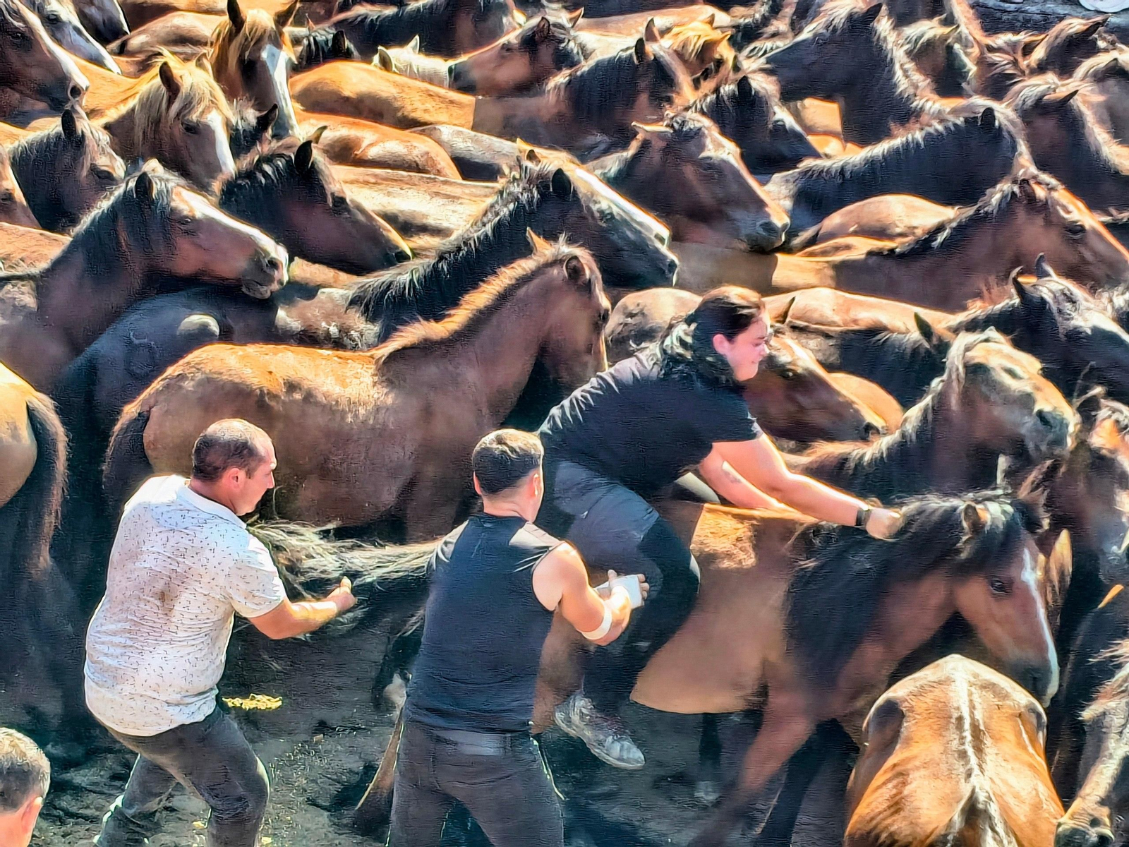 Galería | La Rapa das Bestas desafía al calor en Sabucedo
