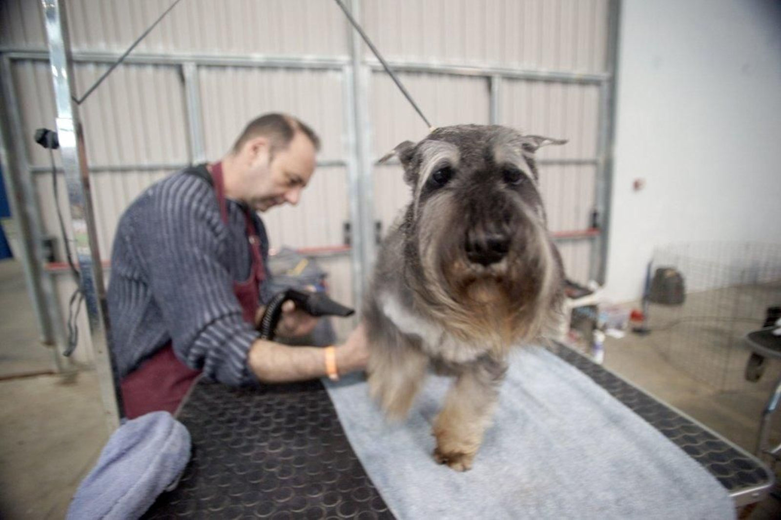 Exposición Canina en el Ifevi Foto Vicente09