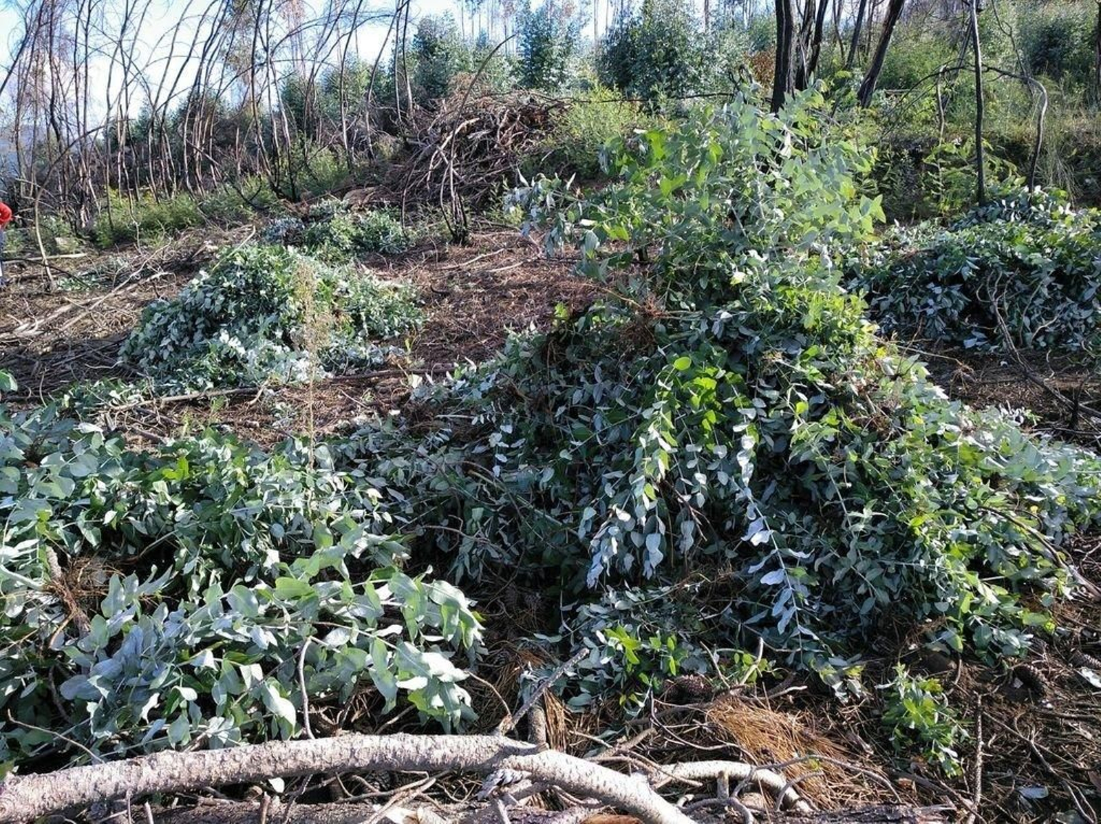 Eucaliptos jóvenes que están surgiendo en los montes quemados en la parroquia de Nespereira..