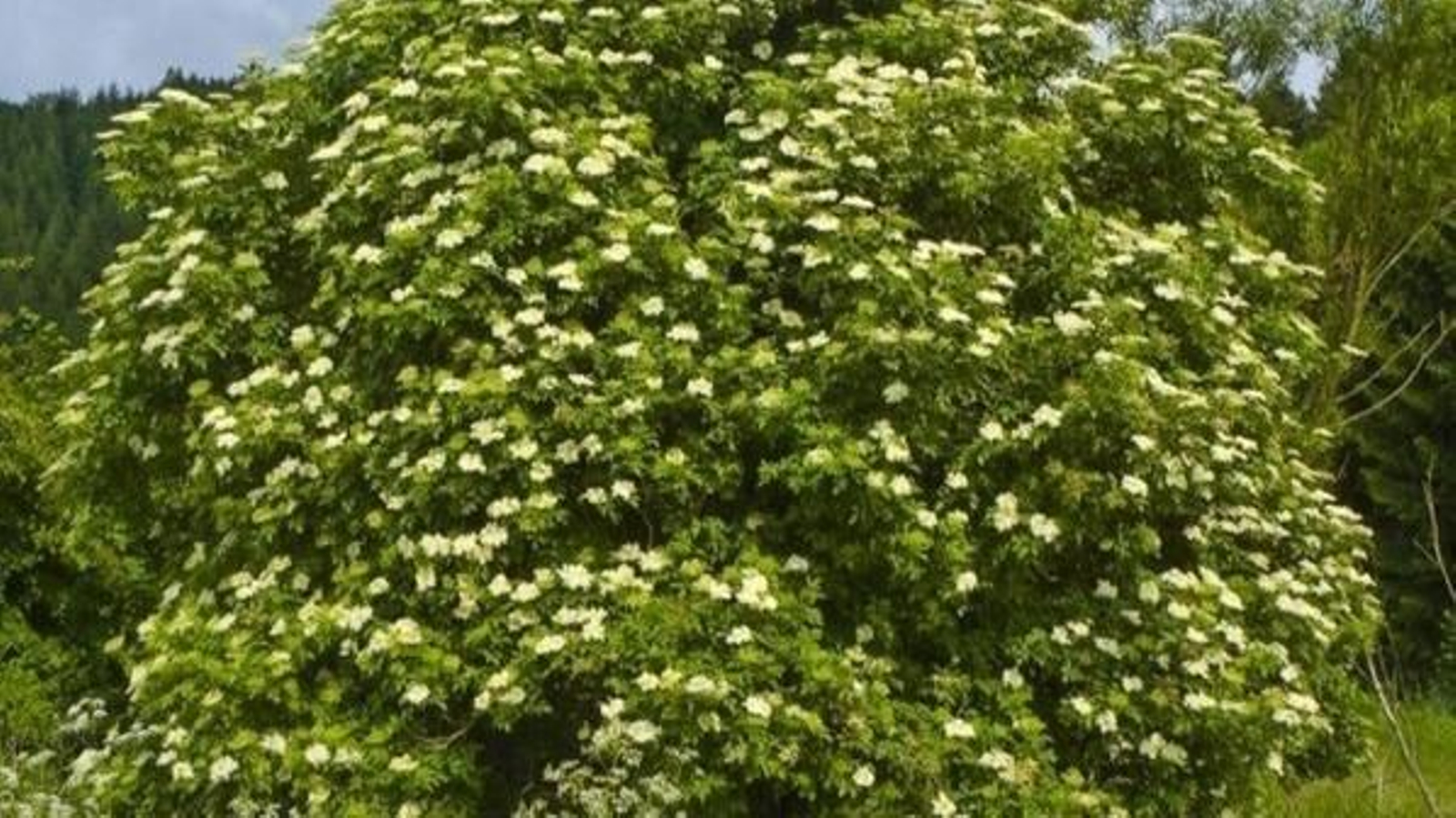 Arbusto de saúdo "sabugueiro", en el Concello de A Veiga.
