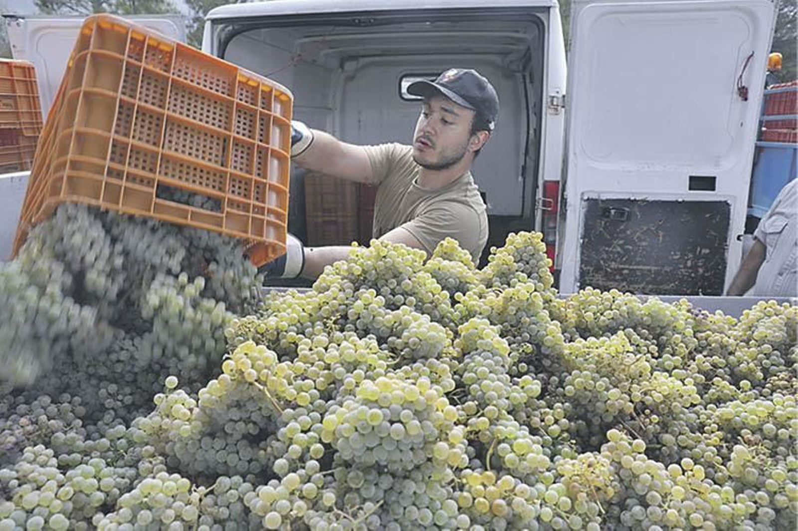Recogida de uva autóctona en la Cooperativa de O Ribeiro el pasado año. (Foto: José Paz).