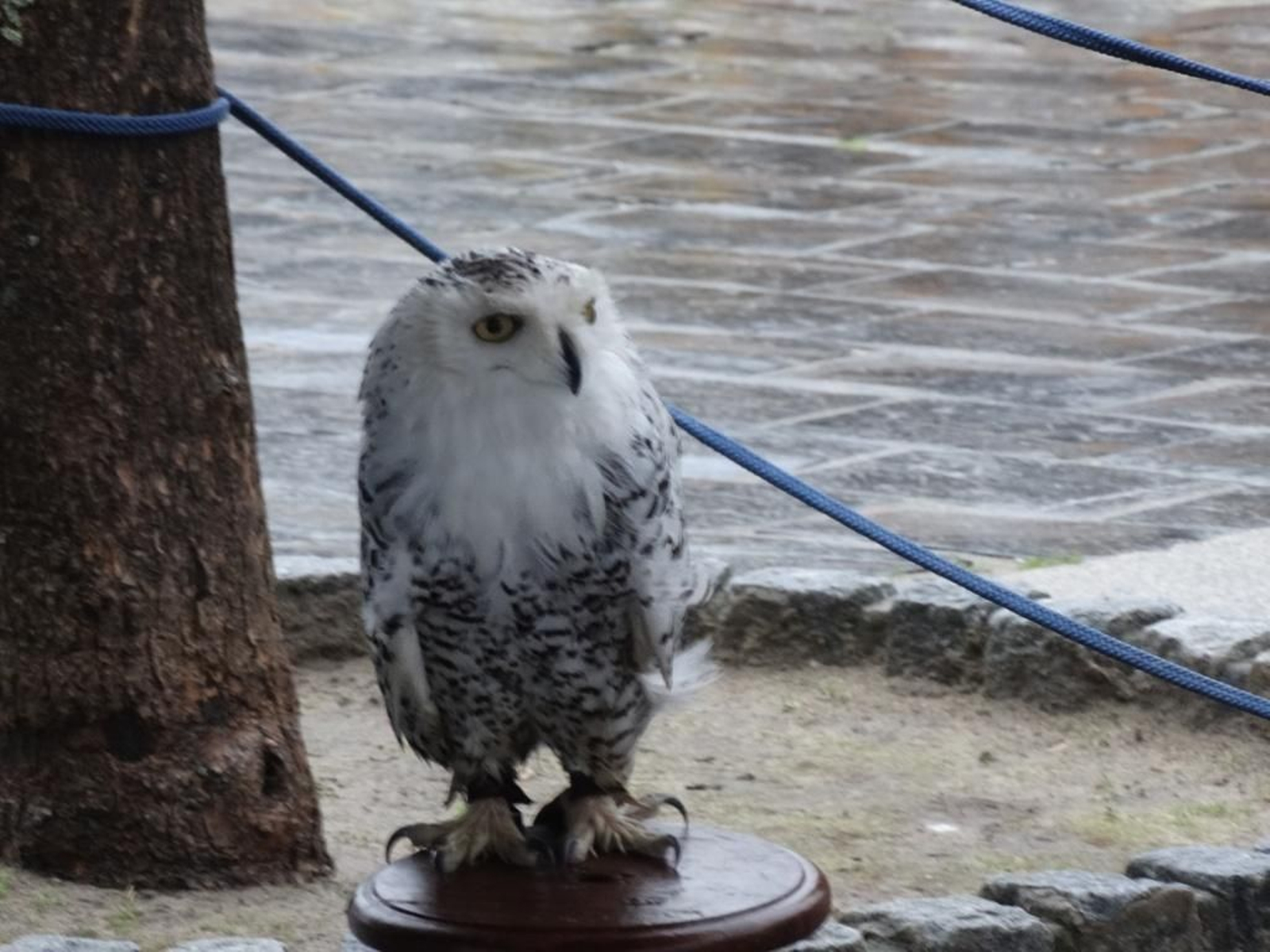 78ARRIBADA 2014 - Carlos Costas