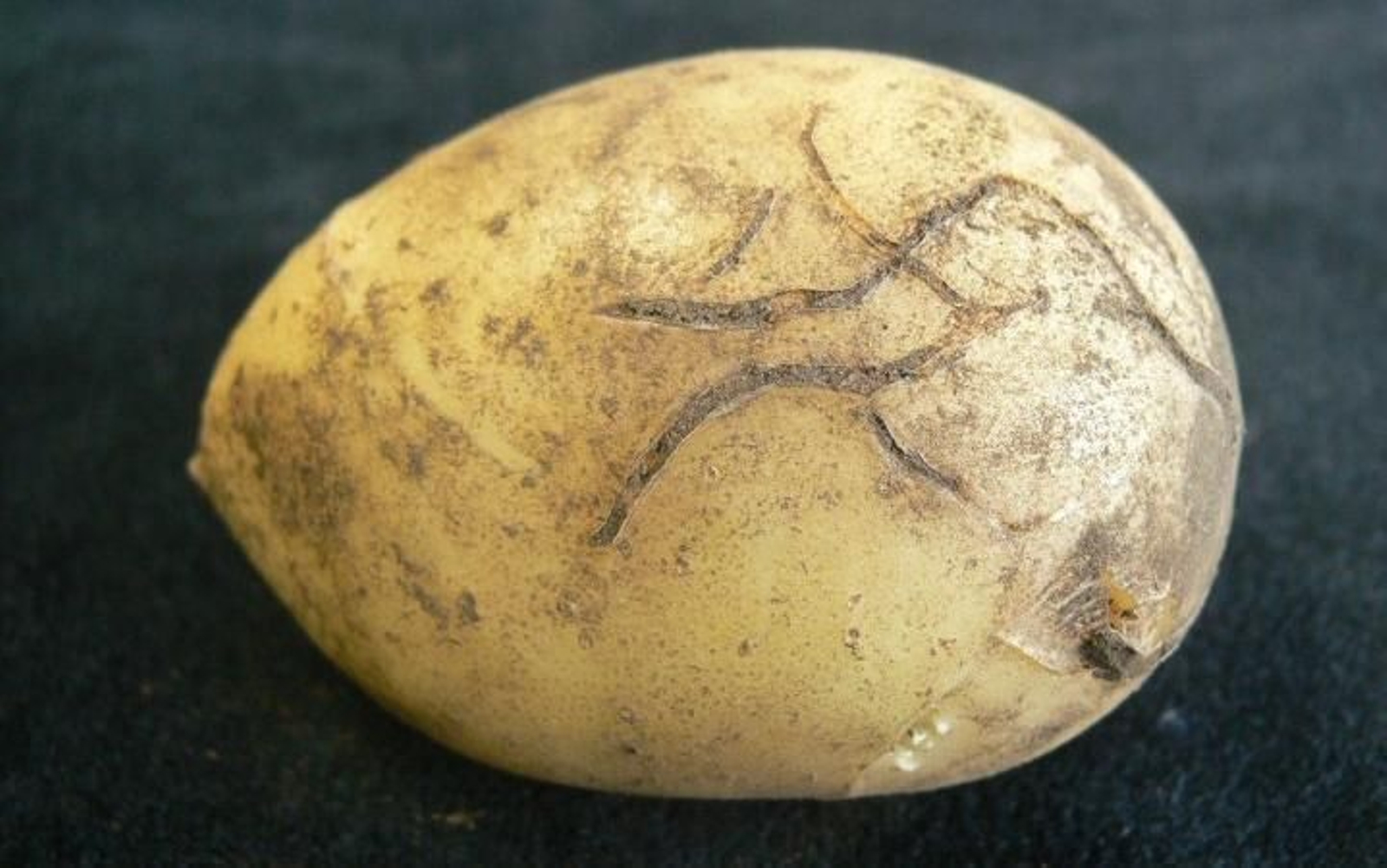 Aspecto de una patata afectada.