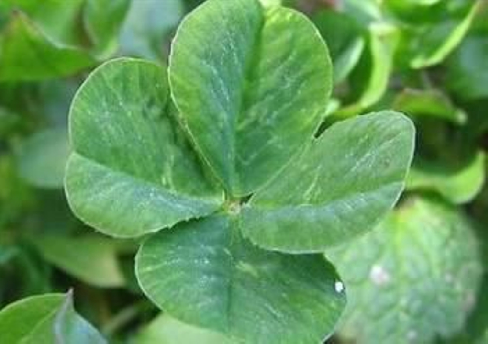 Foto: PHYZOME/WIKIMEDIA COMMONS