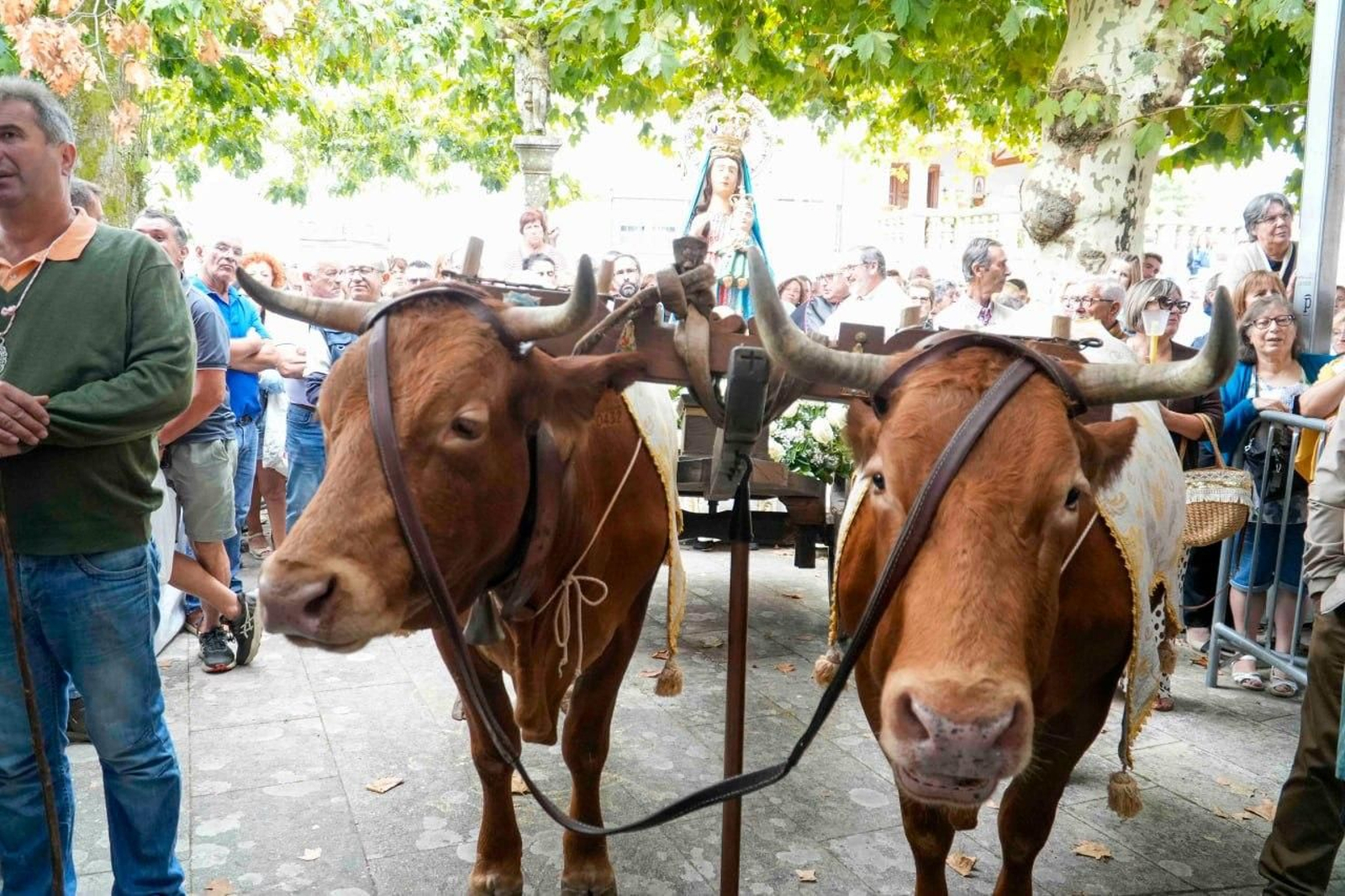 Galería | El carro de bueyes vuelve a llevar a la Virgen de A Franqueira