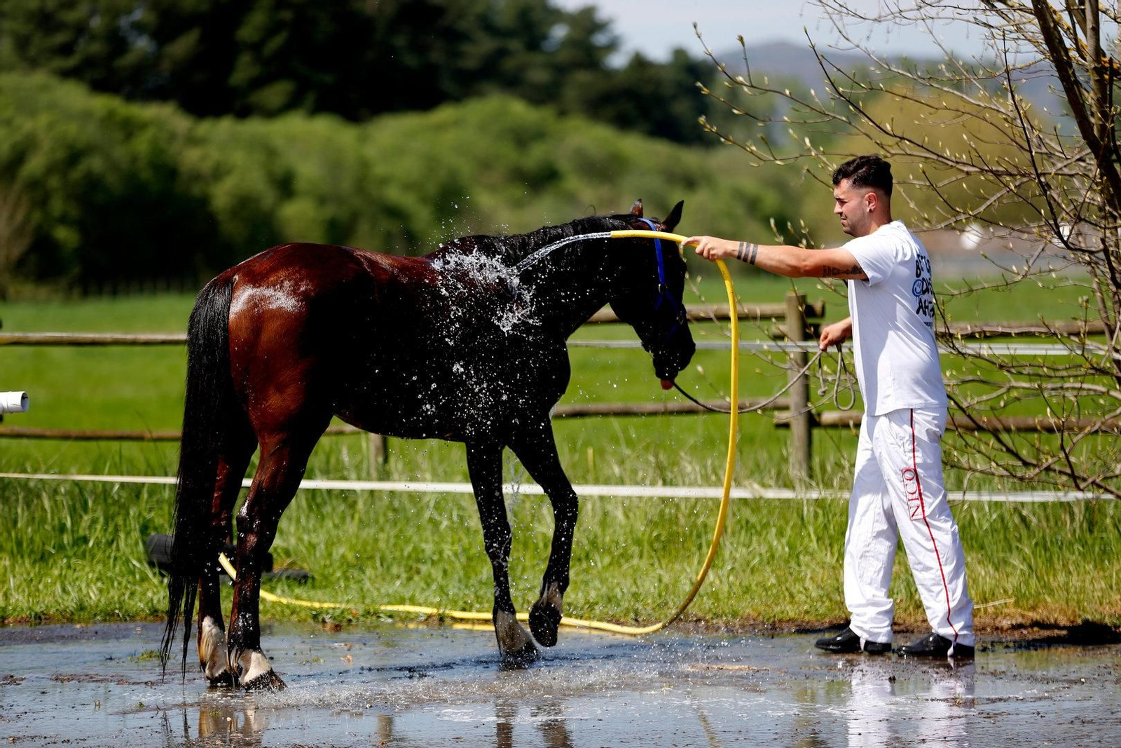 Haciéndose cargo del cuidado del caballo.