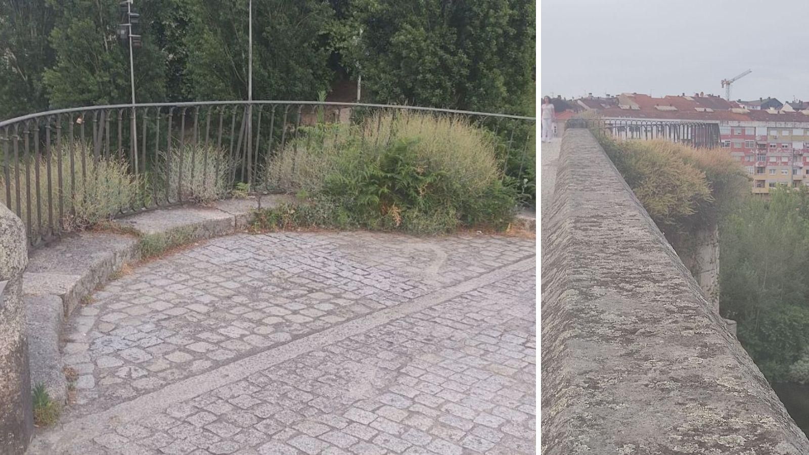 Selva en el Puente Romano
