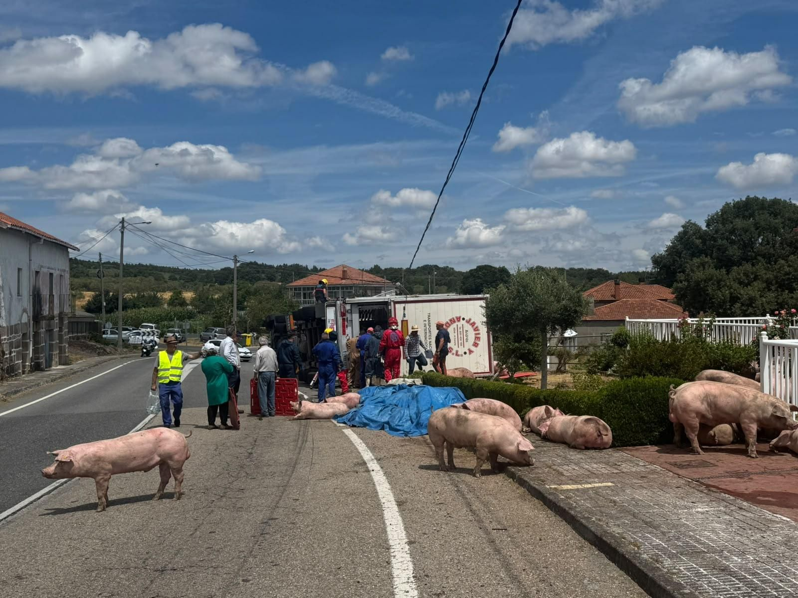 Galería | Decenas de cerdos terminan varados en una finca después de volcar el camión que los transportaba