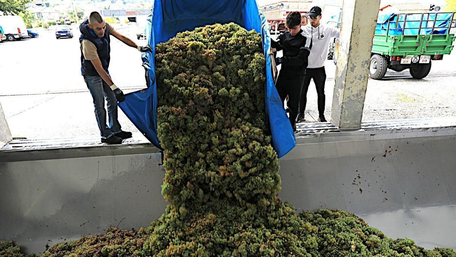 Viticultores de Viña Costeira descargando treixadura en la recepción de la bodega en 2025.