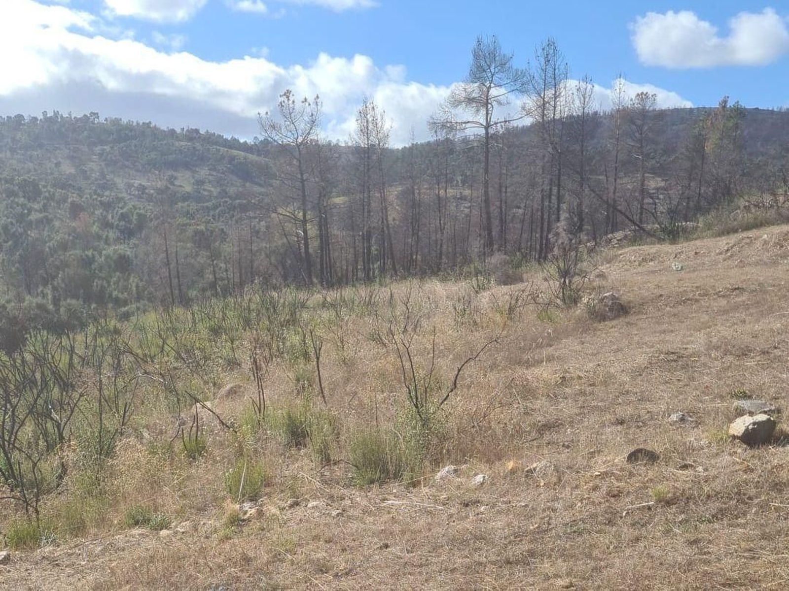 El lugar del desbroce en Valdeorras.