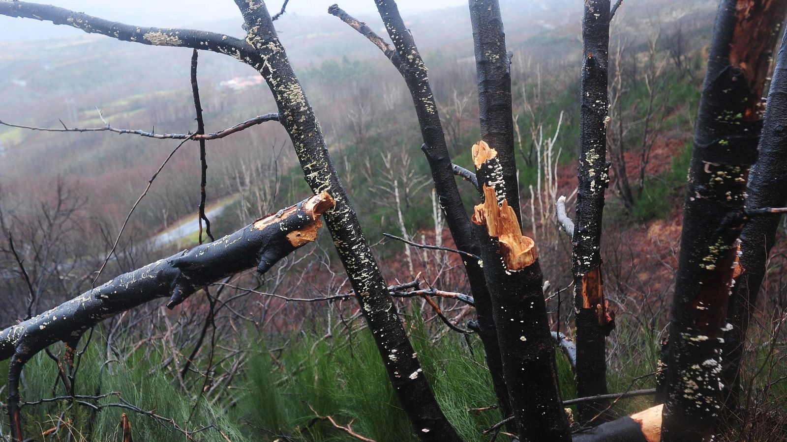 PARADA DE SIL, CABEZA DE MONTE MEDA 29/01/2020.- Degradación paisajística y medioambiental tras los incendios del 2017, Ribeira Sacra. José Paz