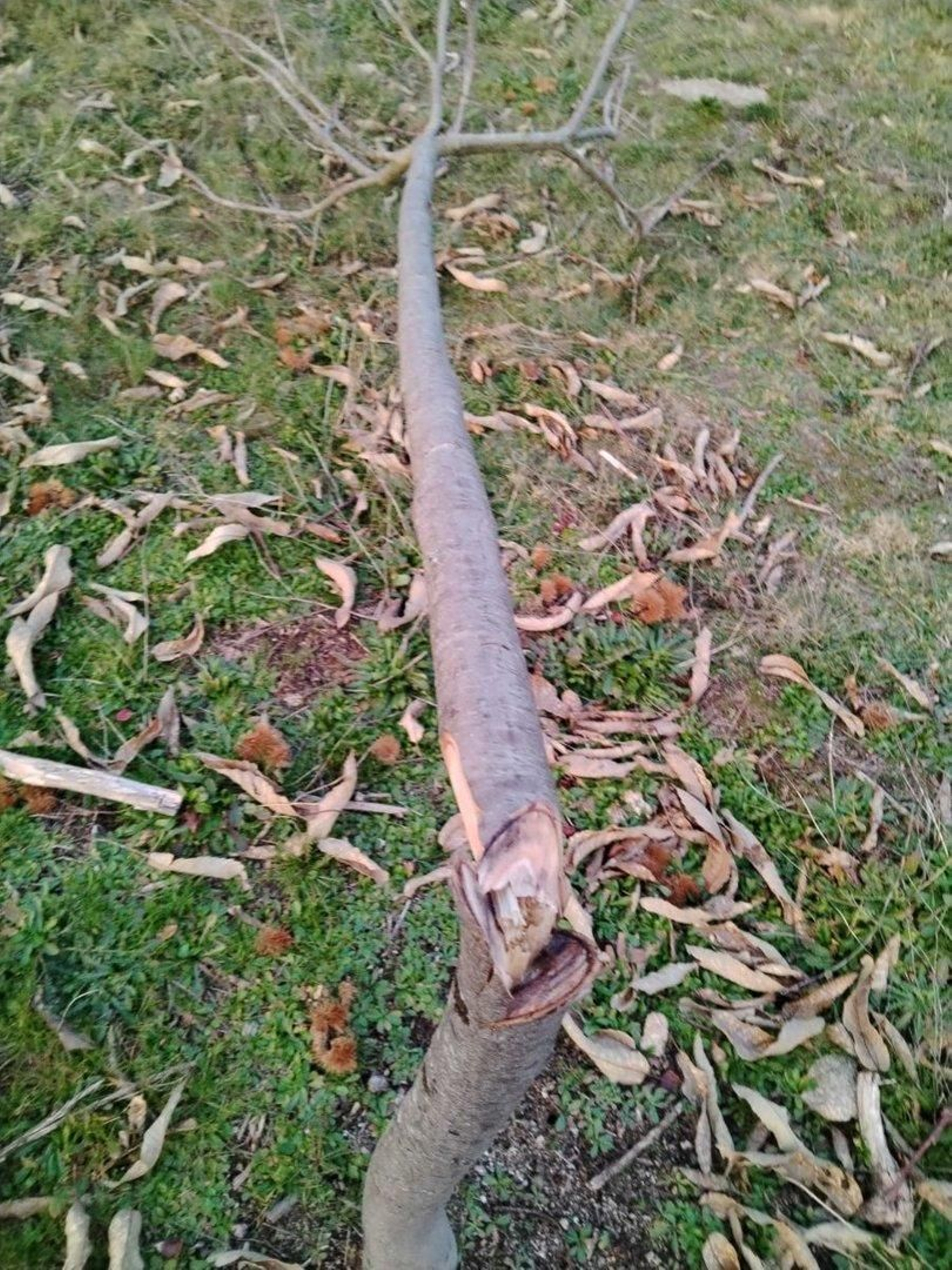 Uno de los castaños cortados.