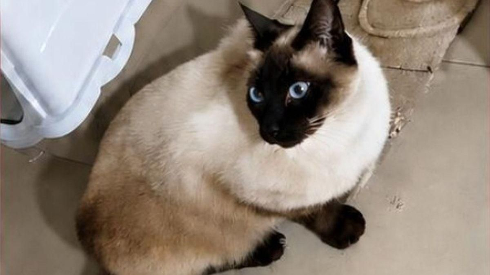 Micky, el gato desaparecido tras el accidente en Verín