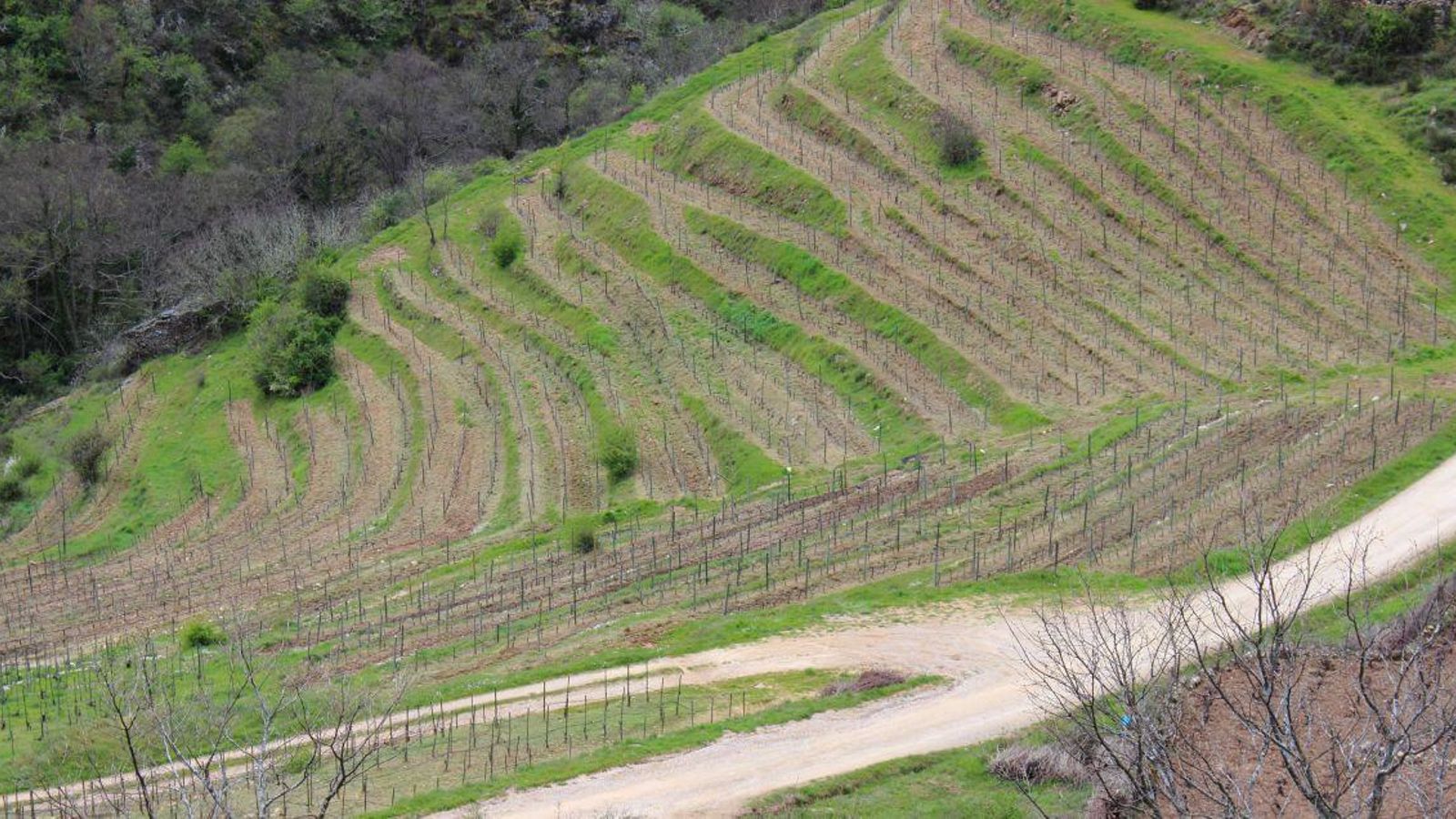 Bancales del Bibei en Manzaneda.