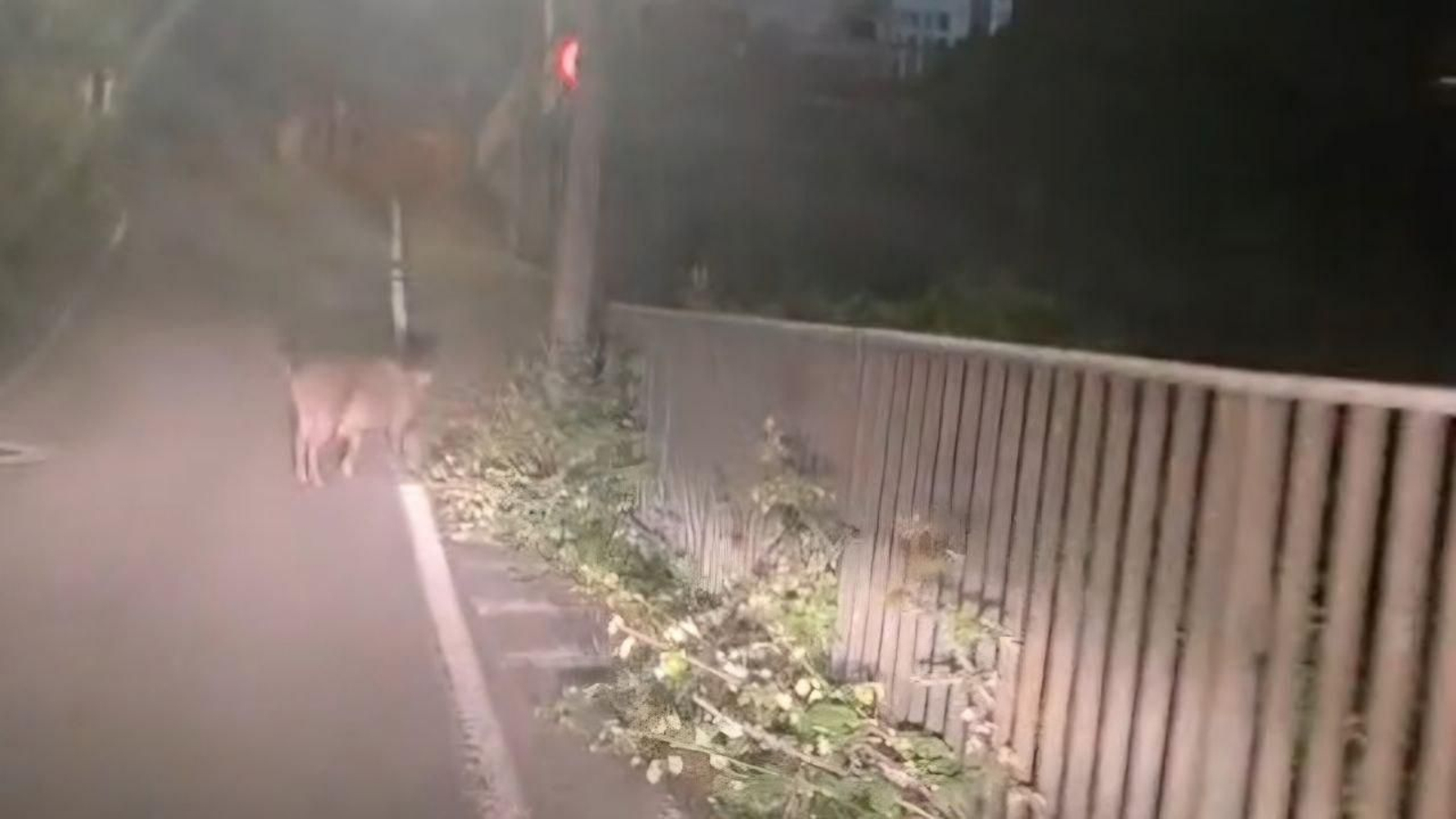Al comprobar que le seguía un coche el jabalí salió de la carretera.
