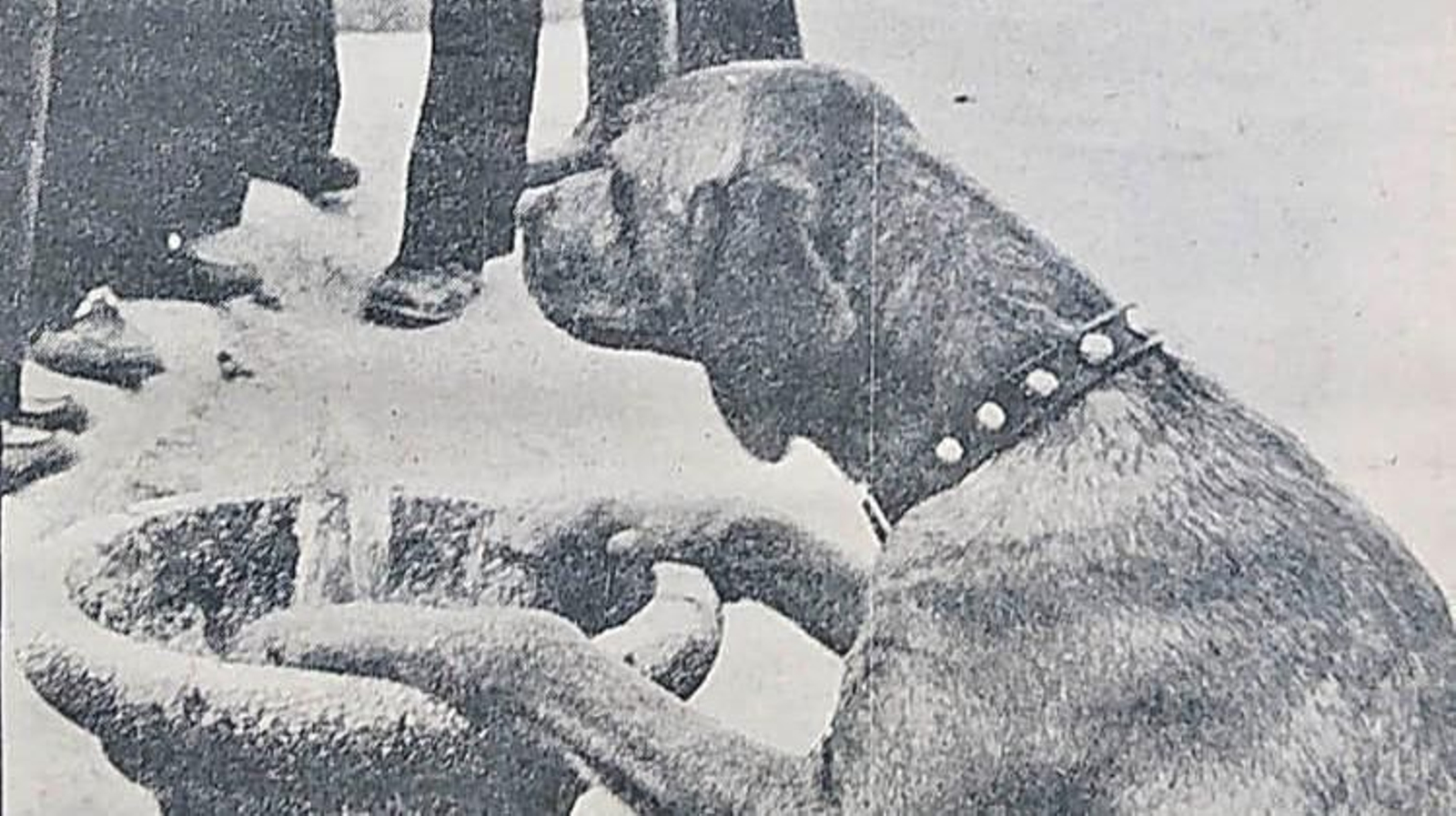 Un perro bebe en una fuente de la ciudad.