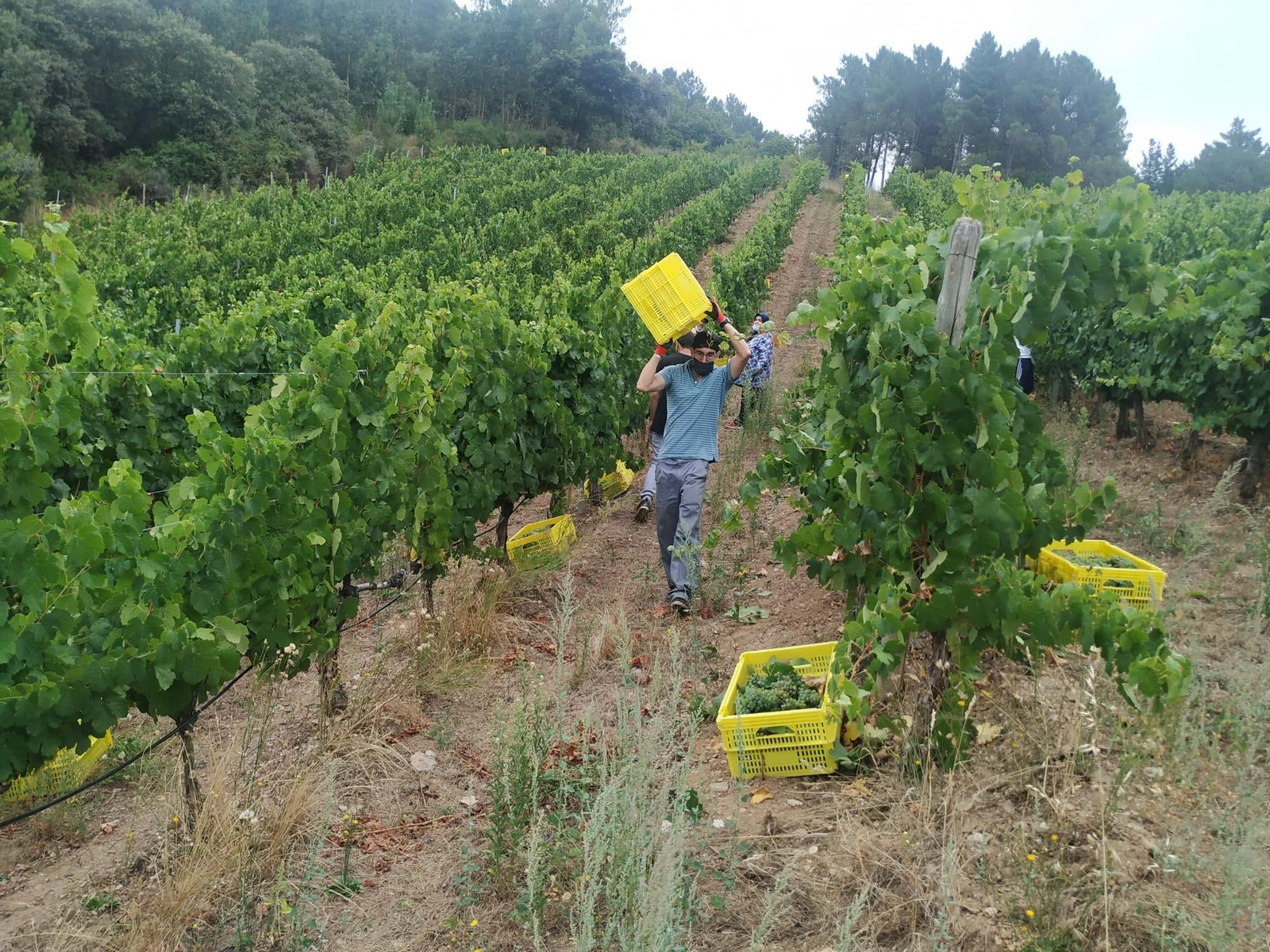 Empieza la vendimia en Valdeorras