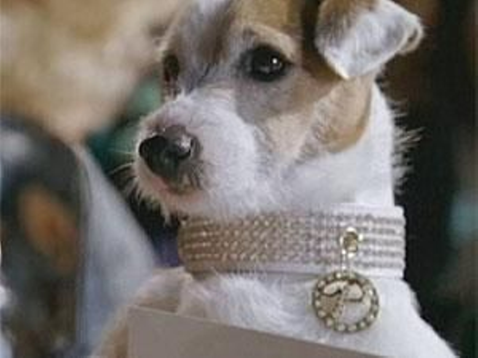 El perro conocido como 'Pancho'