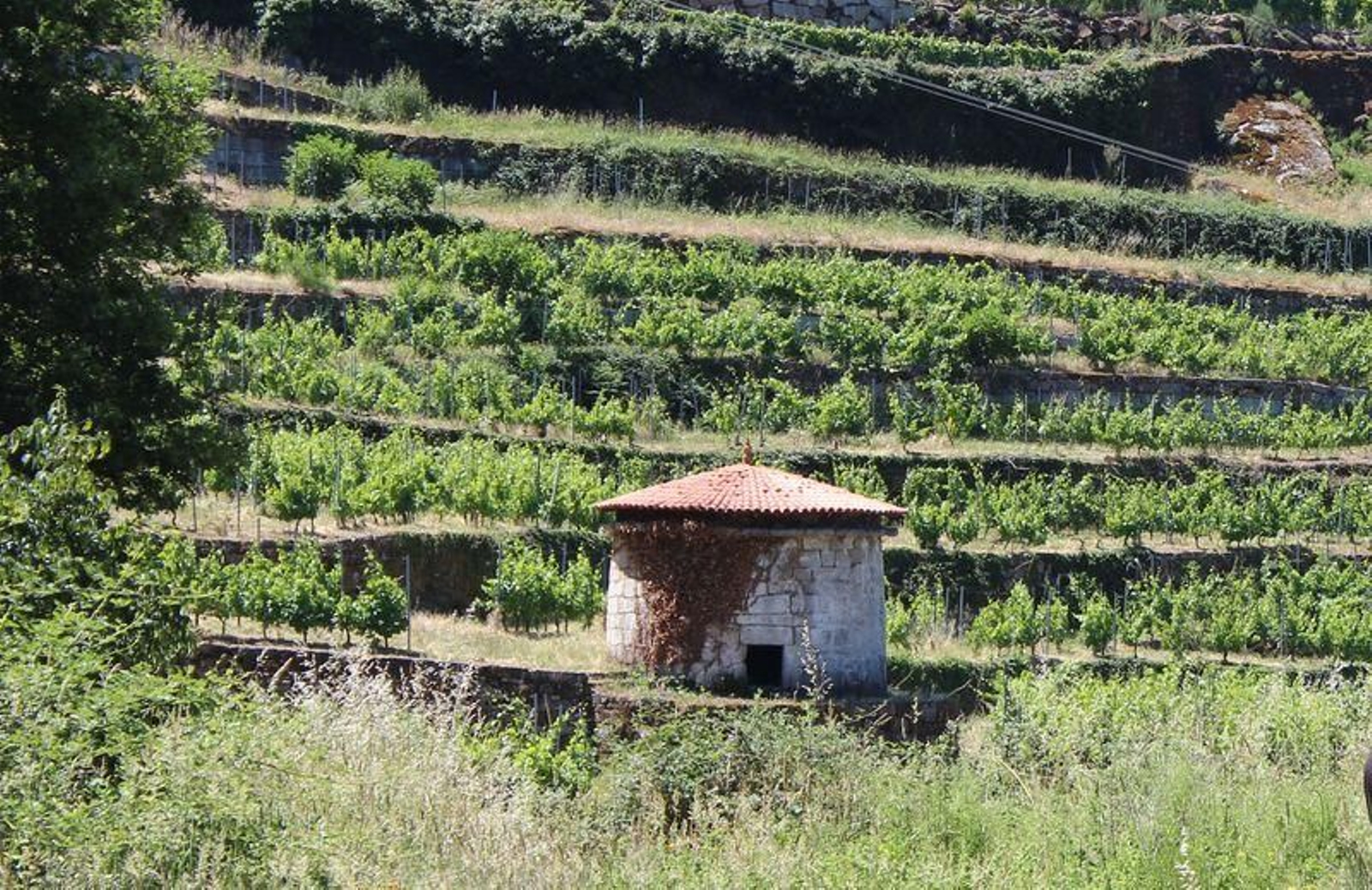 Coto de Gomariz.