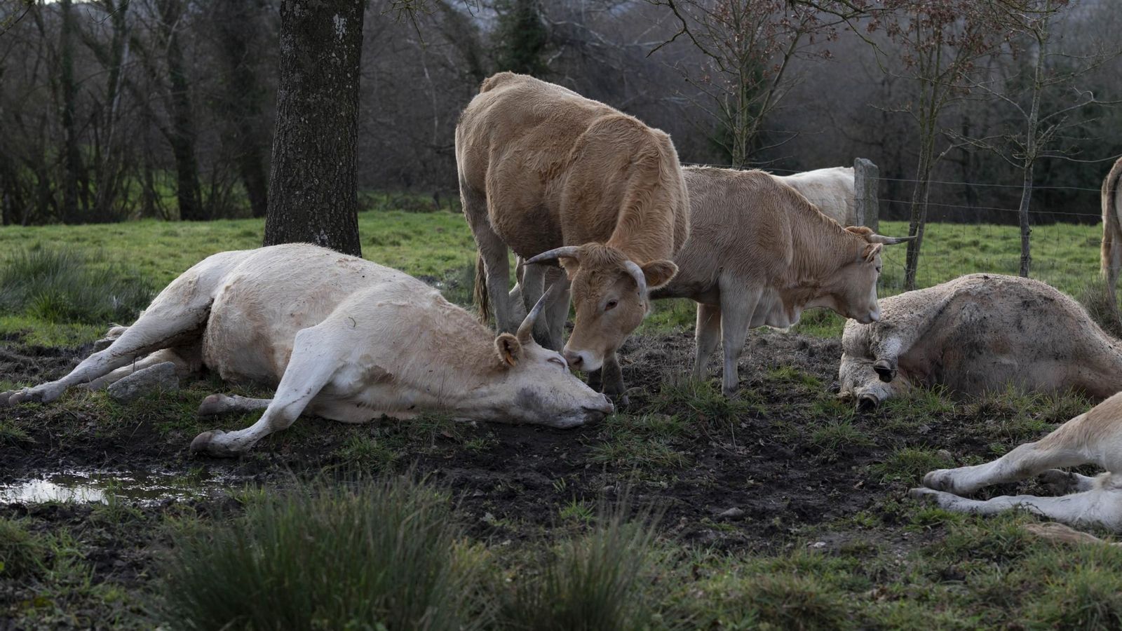 Las otras vacas se acercaron.