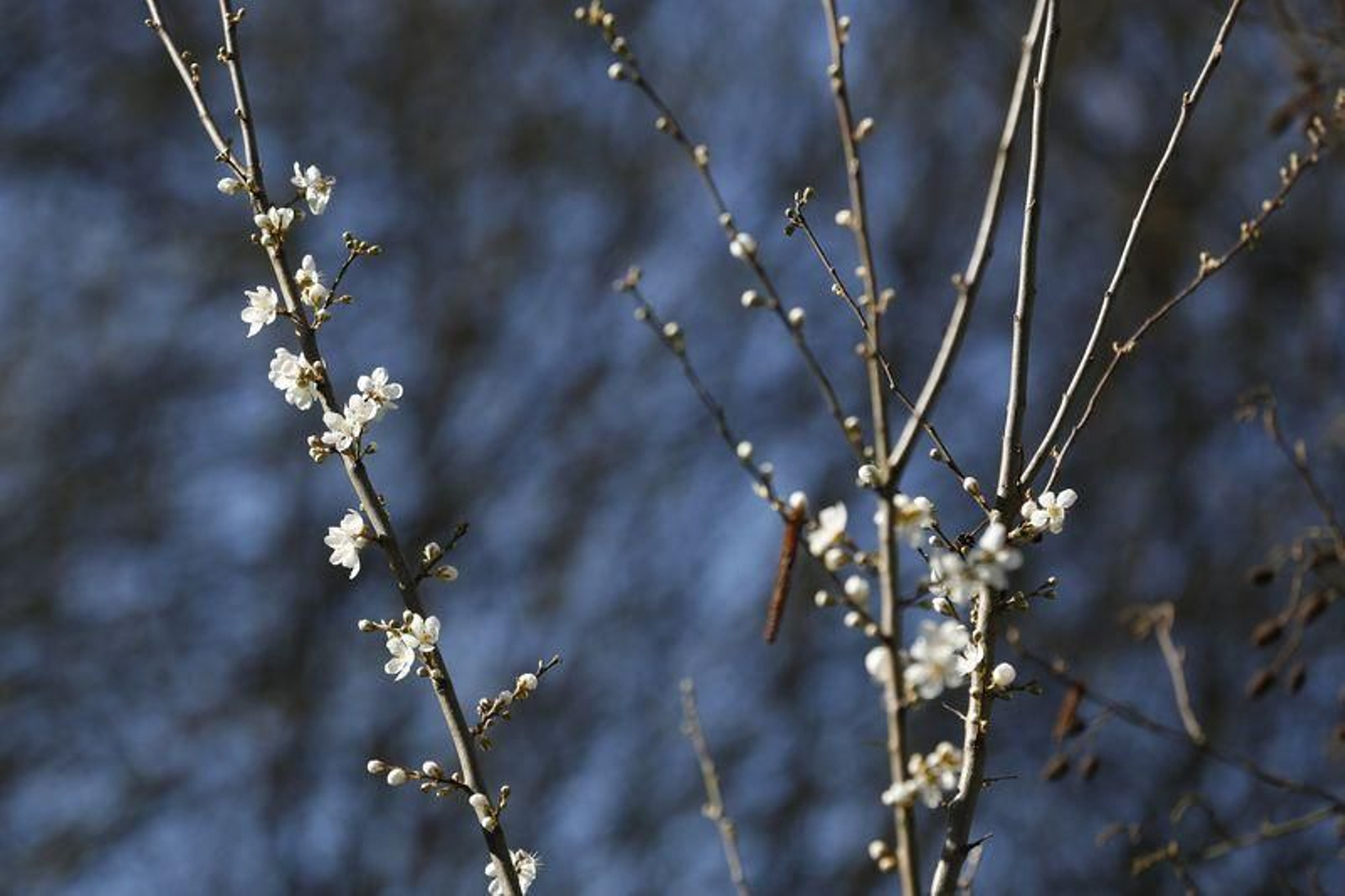La primavera anticipada provoca la floración de árboles y cultivos // FOTO: XESÚS FARIÑAS