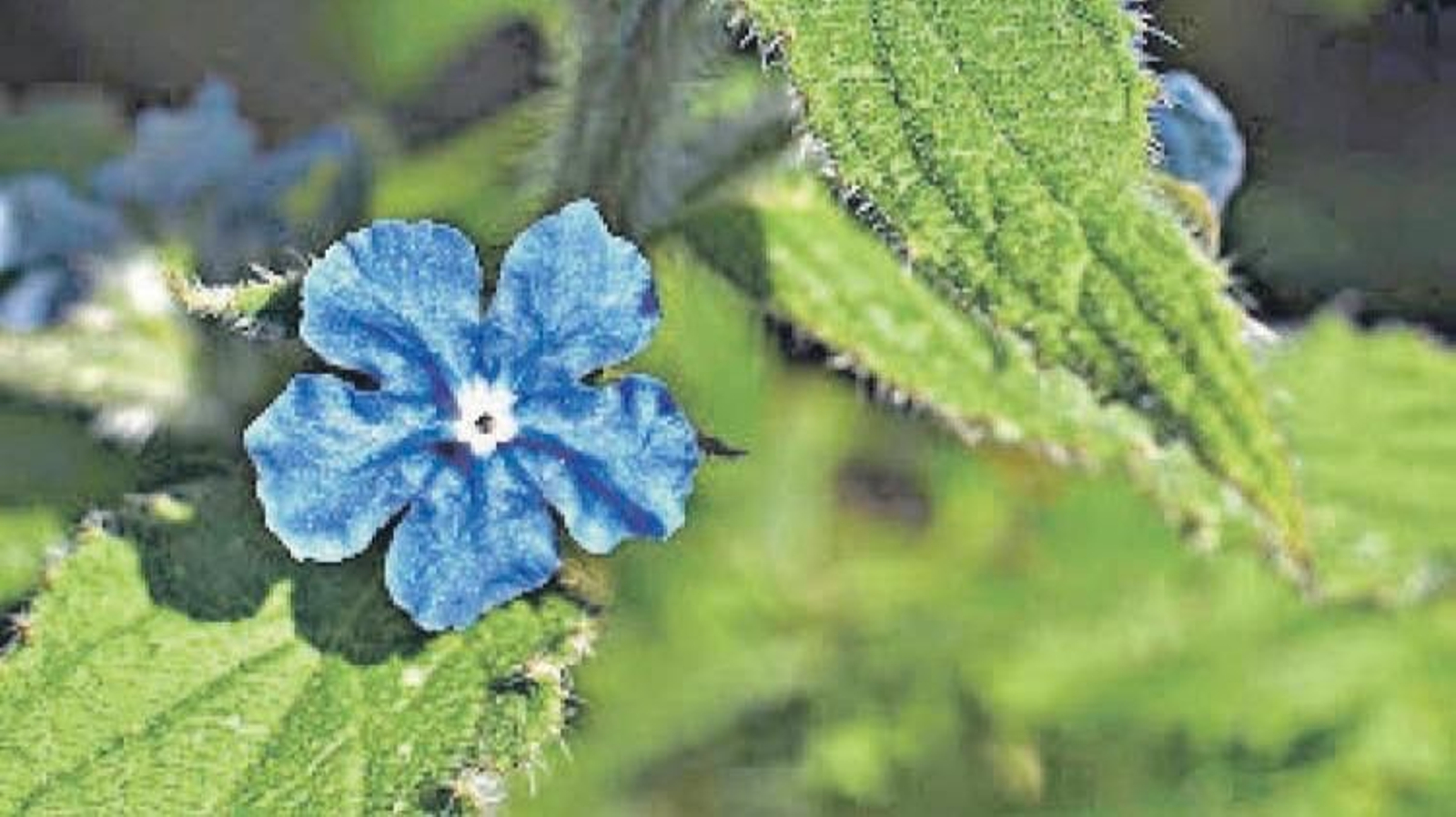 Detalle de la planta, donde se aprecian los pelos de sus hojas.