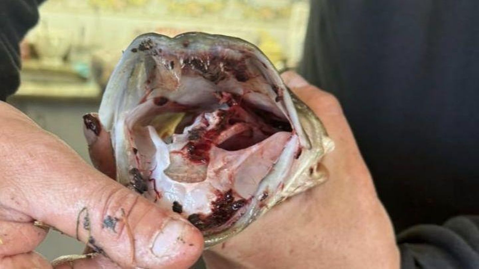 Dientes del lucio capturado en el Támega.