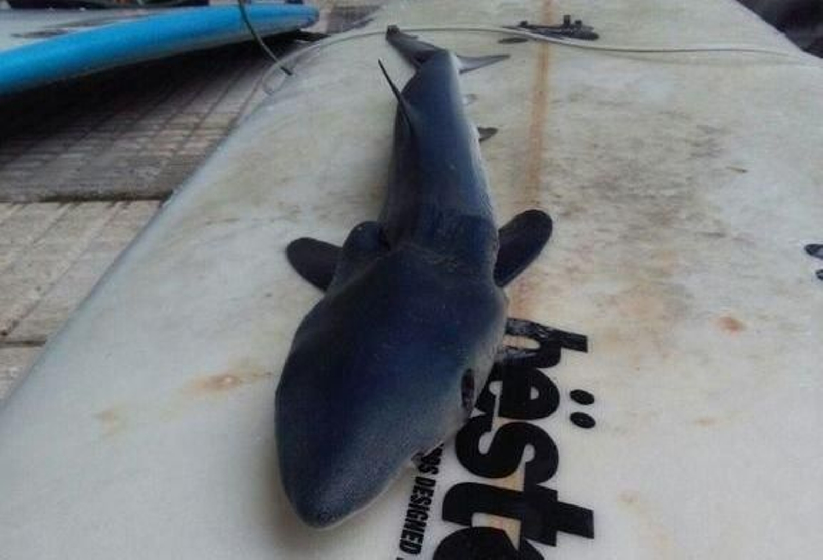 Un ejemplar varado en Patos que había sido devuelto al agua por los surfistas.