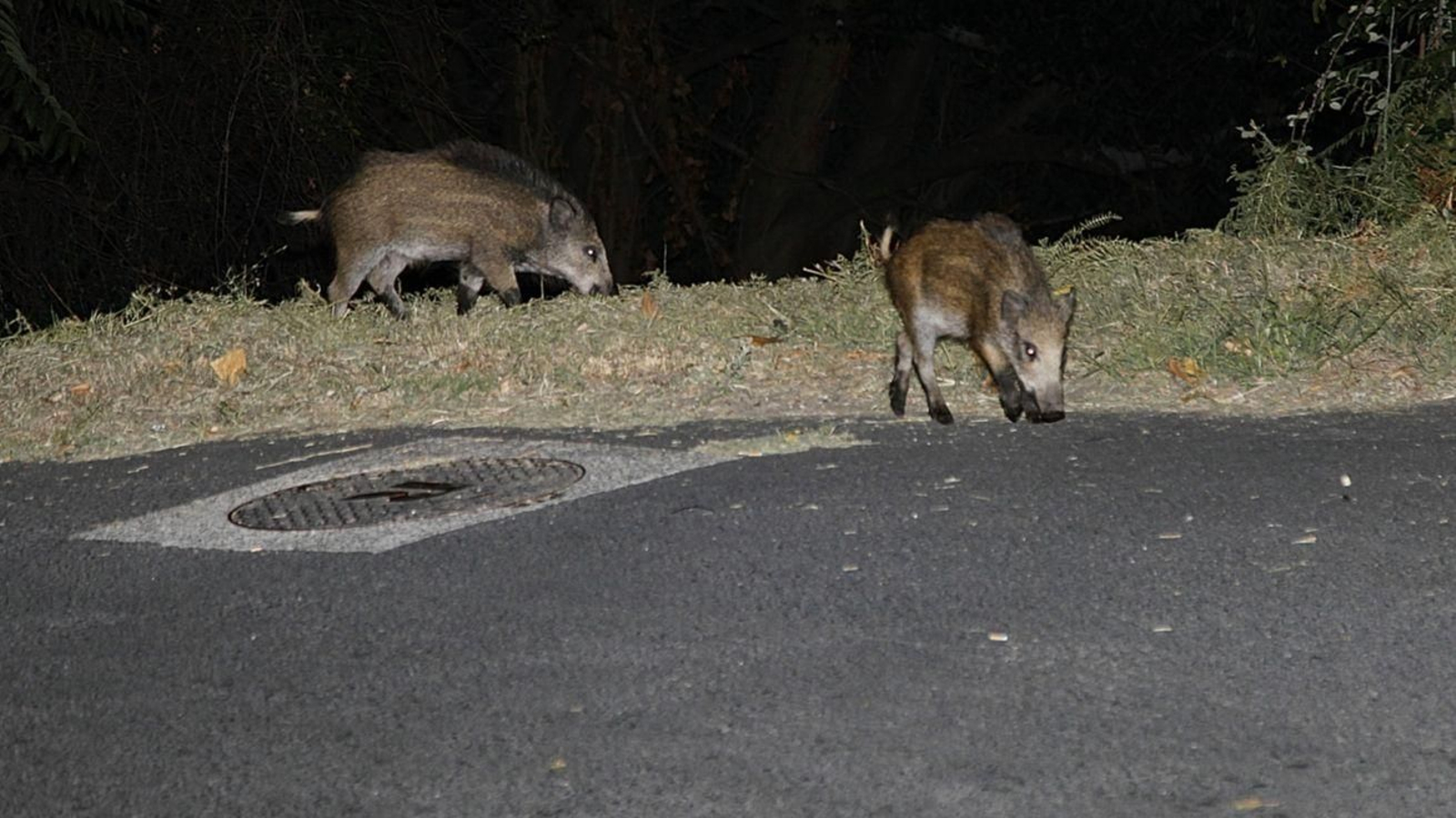 Jabatos localizados junto a una carretera en Covadonga.