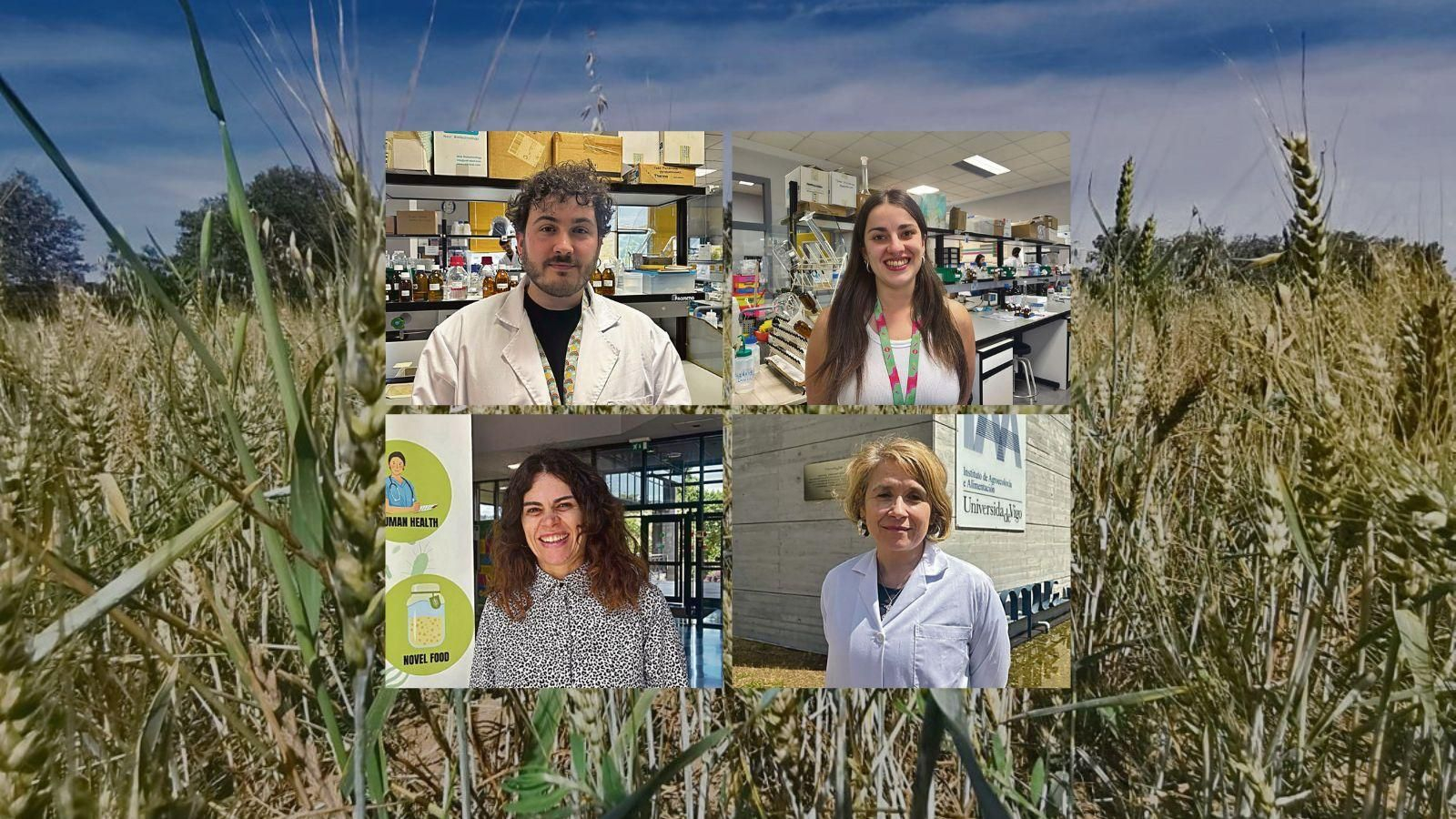 A Limia es una de las pocas comarcas en las que resiste el cultivo de trigo en Galicia y hay que importar. El progresivo uso en panaderías está ayudando a recuperar la producción.