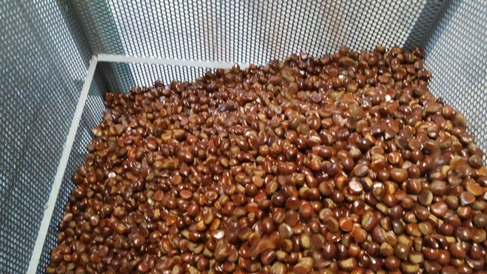 Castañas en una nave de distribuciíon de la comarca valdeorresa.