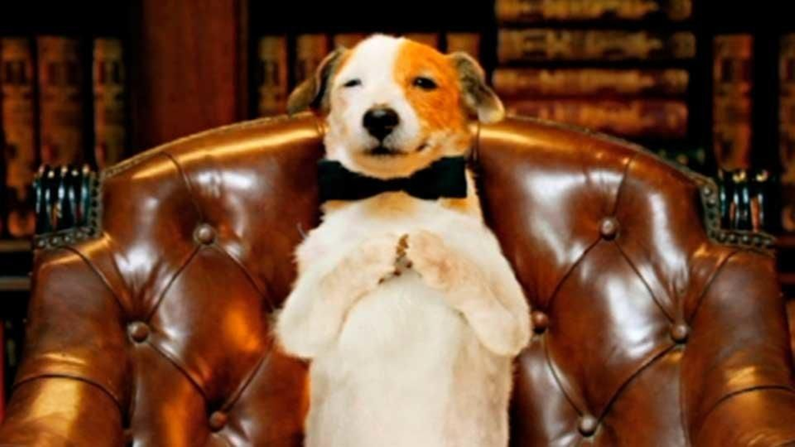 Pancho, el perro más conocido de la televisión española