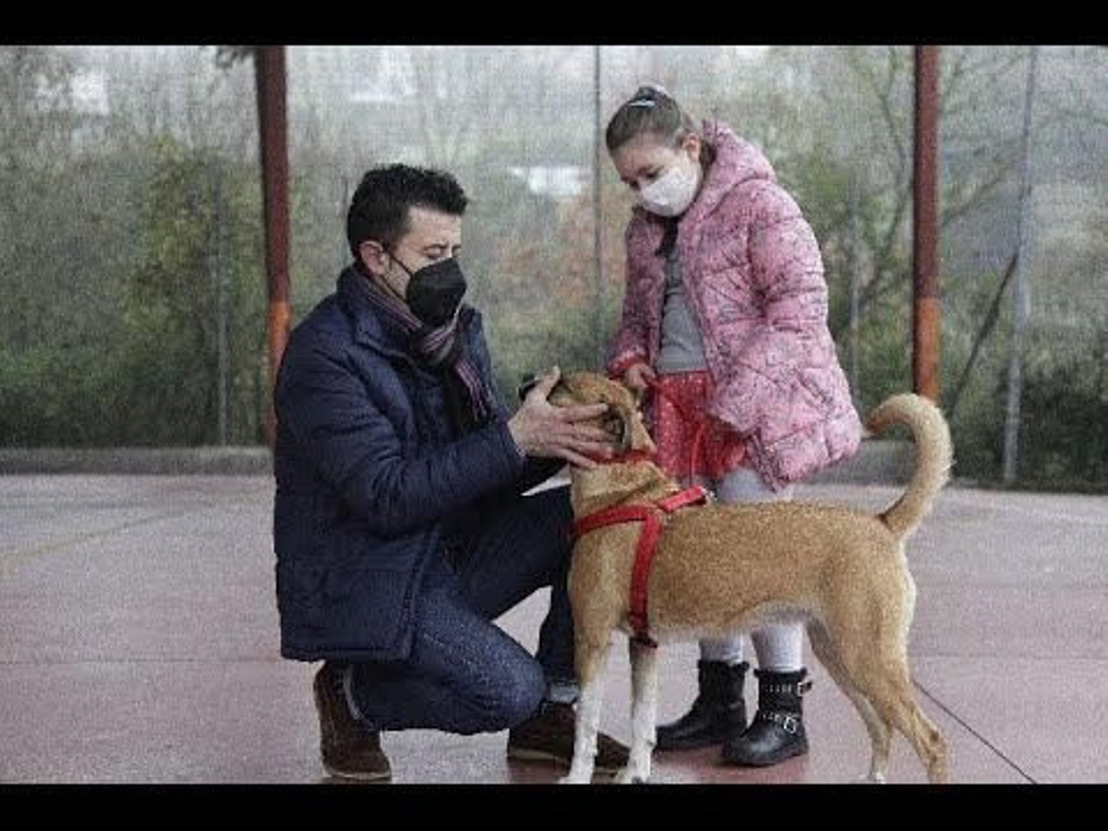 La perra Bimba, nueva profesora del CEIP Vistahermosa