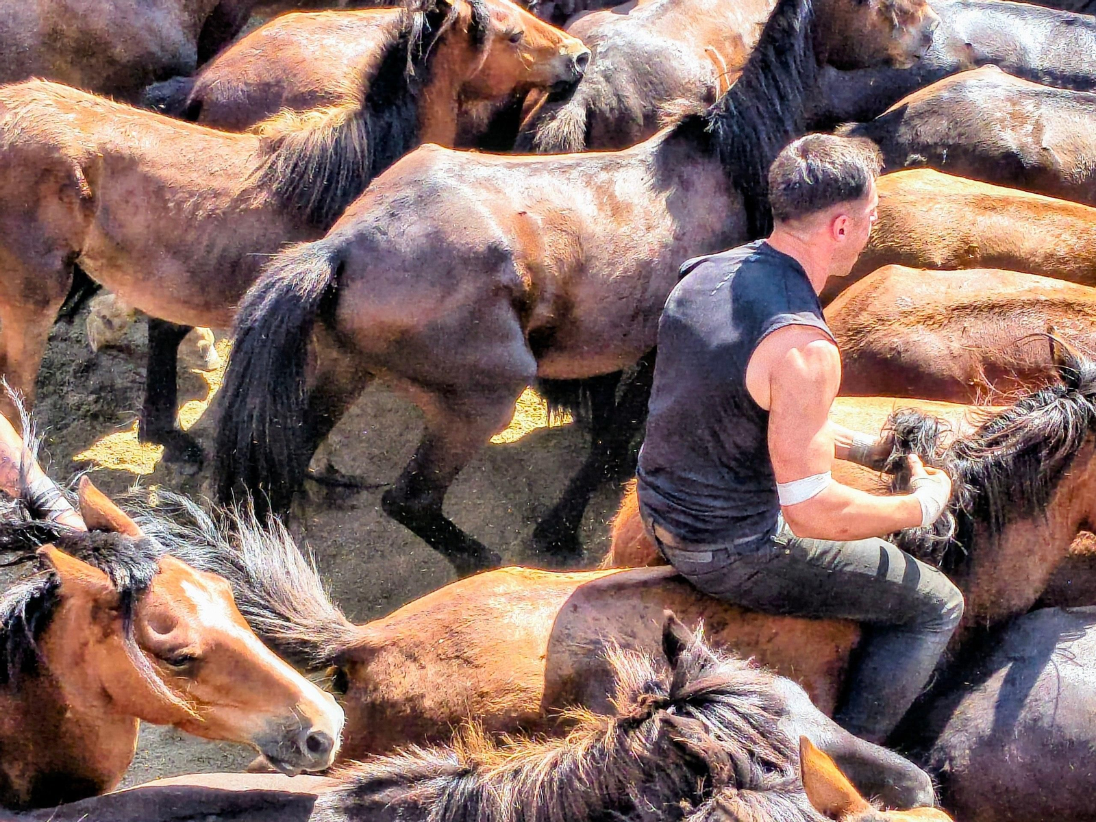 Galería | La Rapa das Bestas desafía al calor en Sabucedo