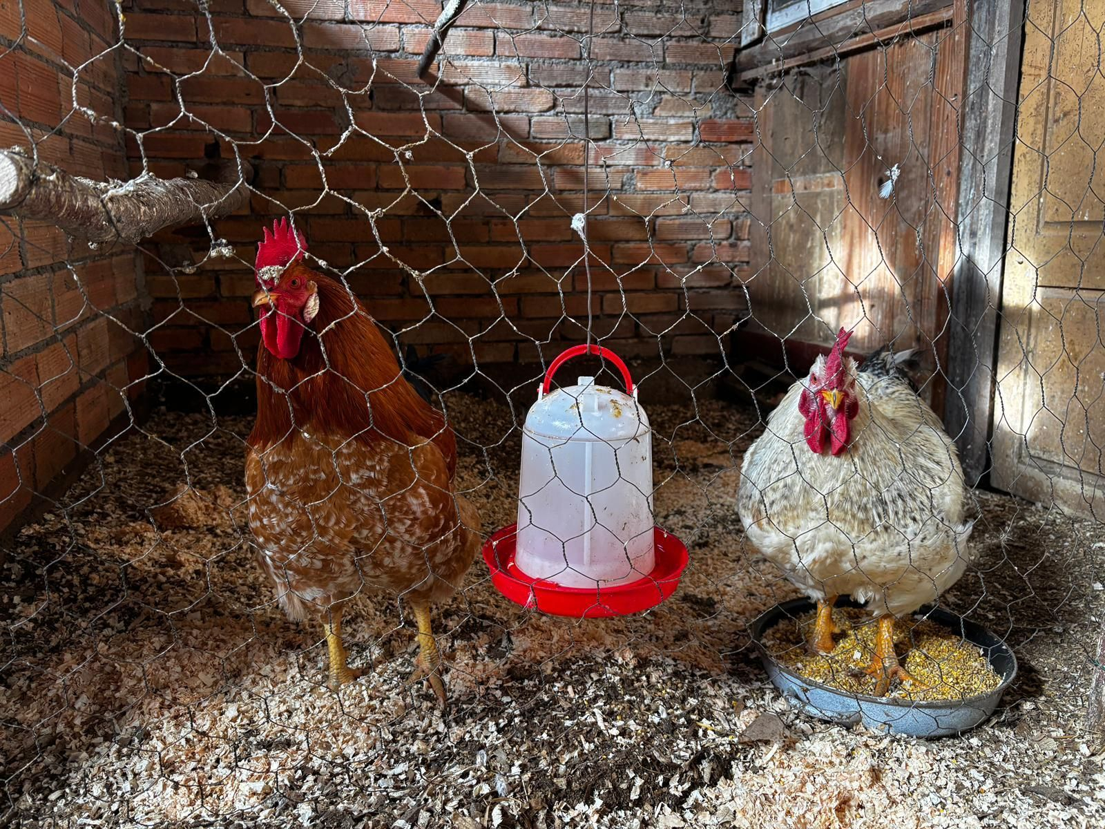 Dos pollos destinados a autoconsumo en un corral de A Limia.