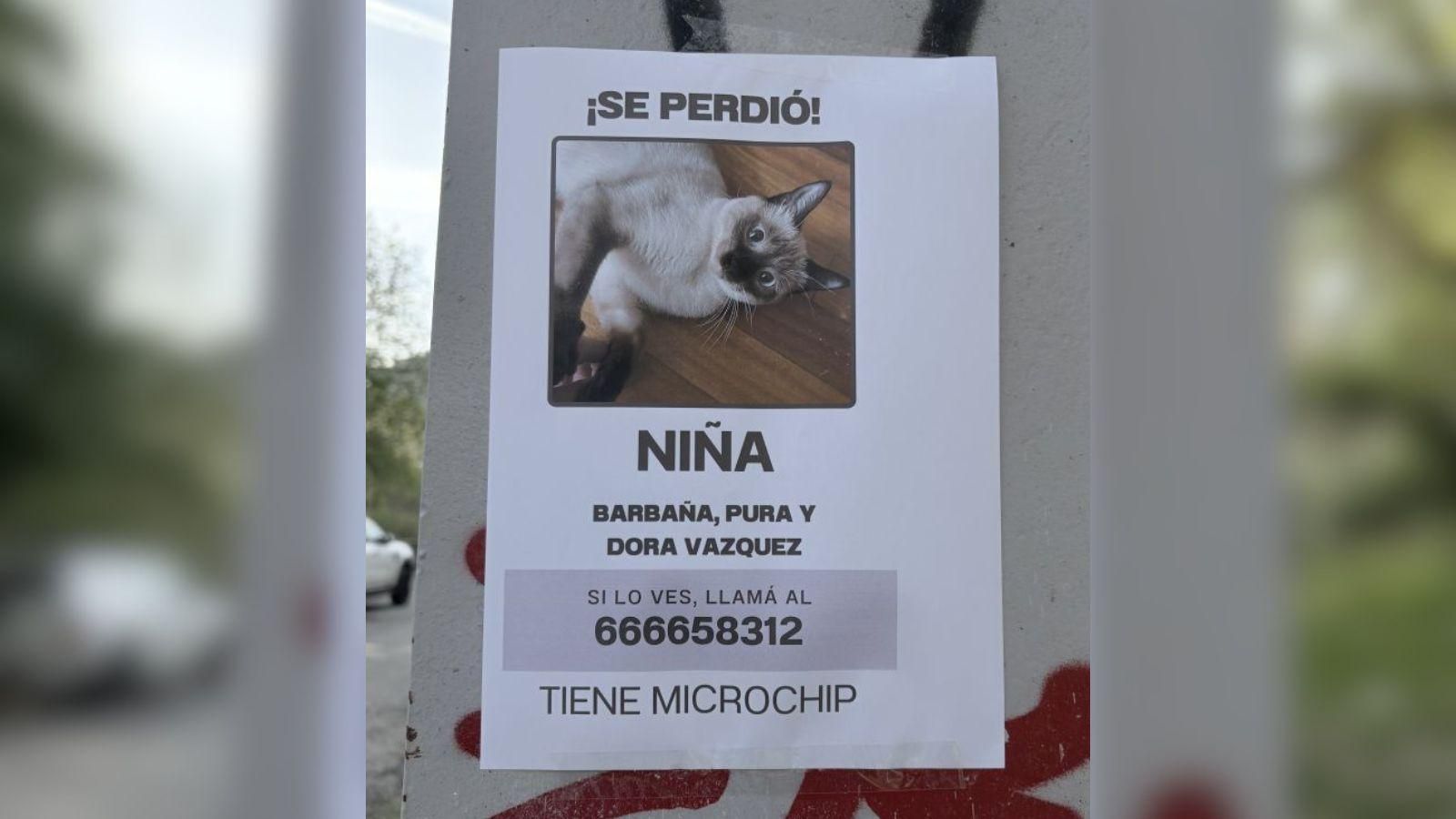 La foto del anuncio de la gata desaparecida.