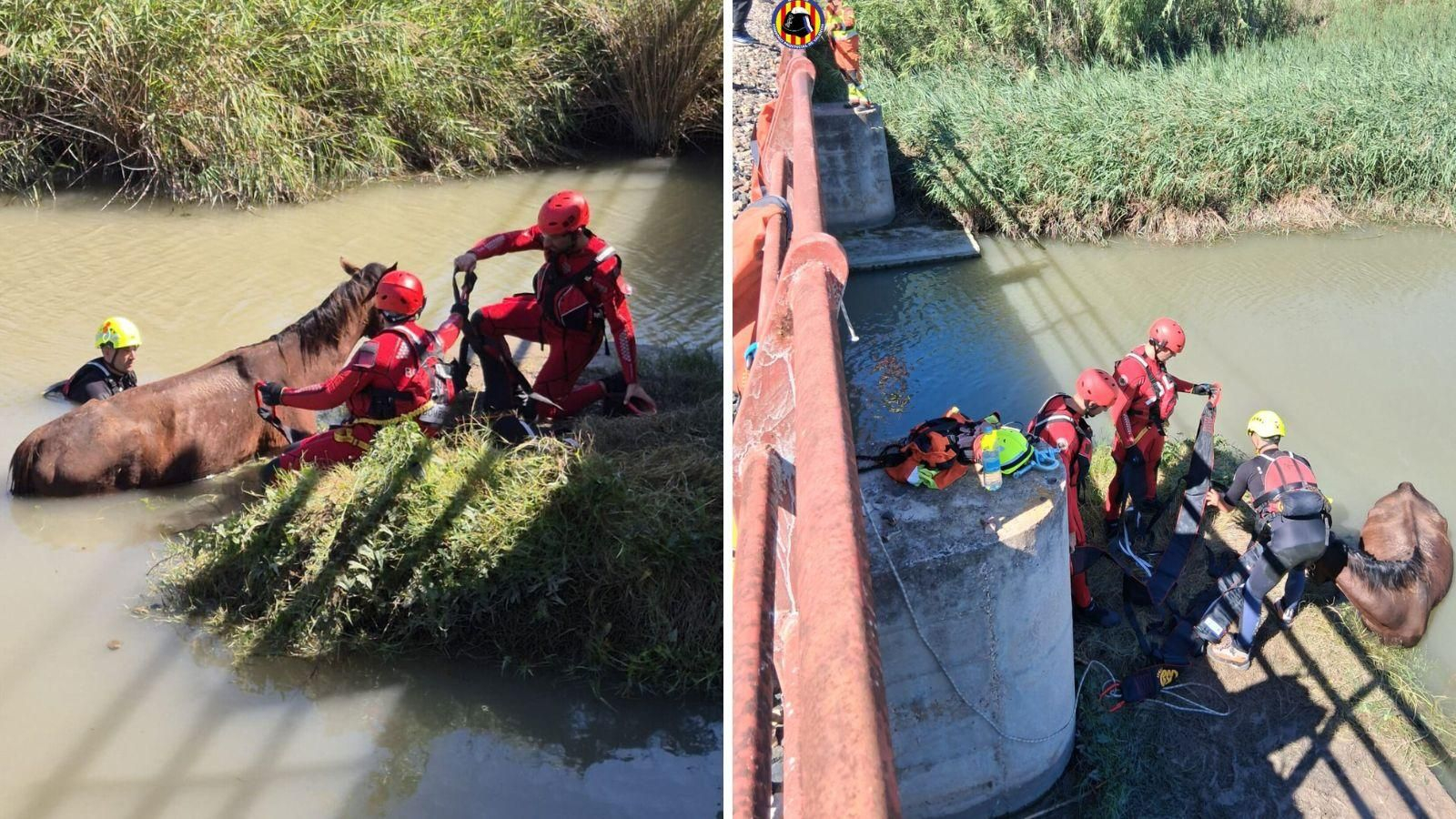 Momentos del rescate del caballo en un estanque de Cullera