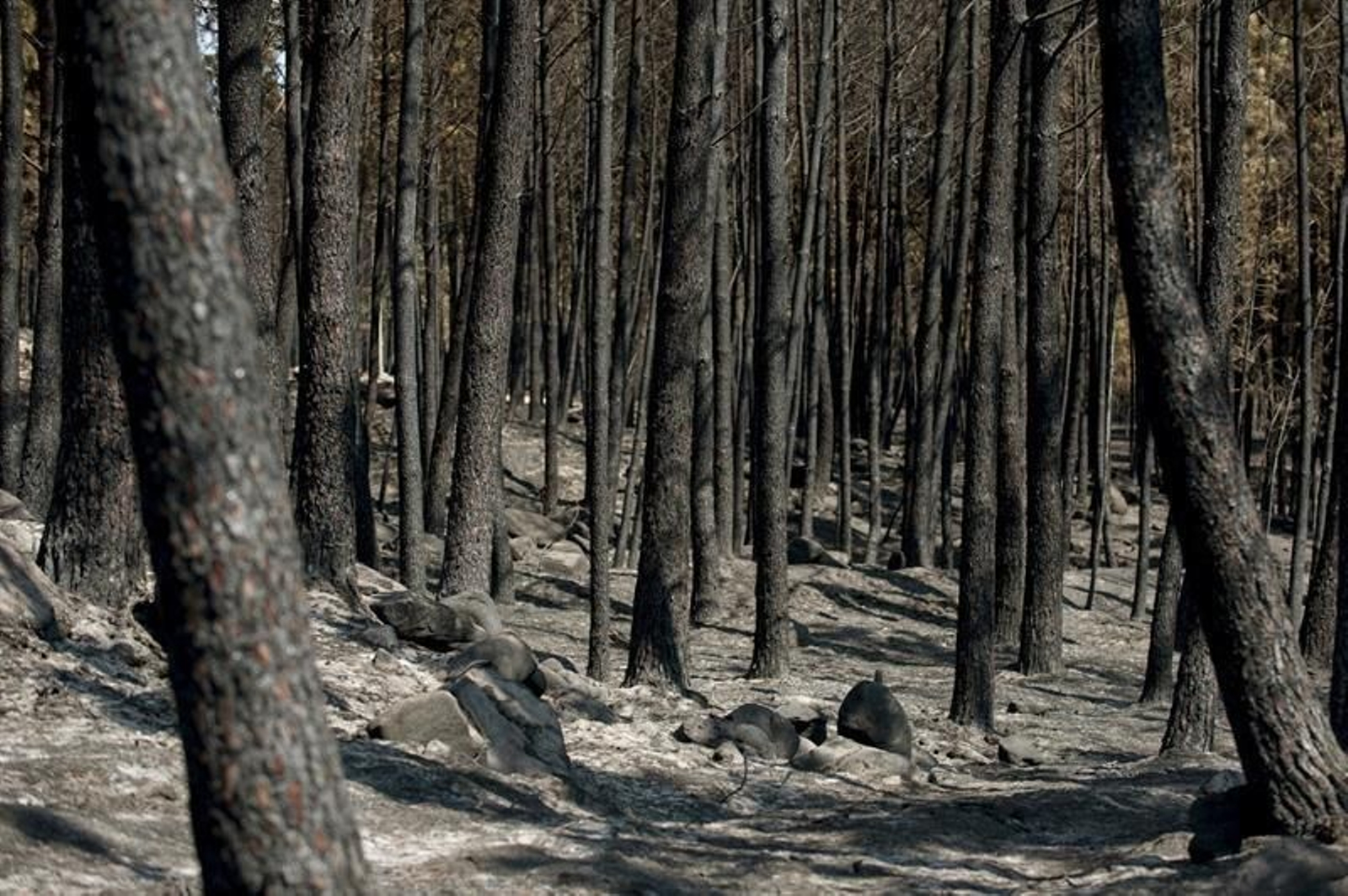 Desoladora imagen en Entrimo después de que el fuego quemara ya 2.800 hectáreas.