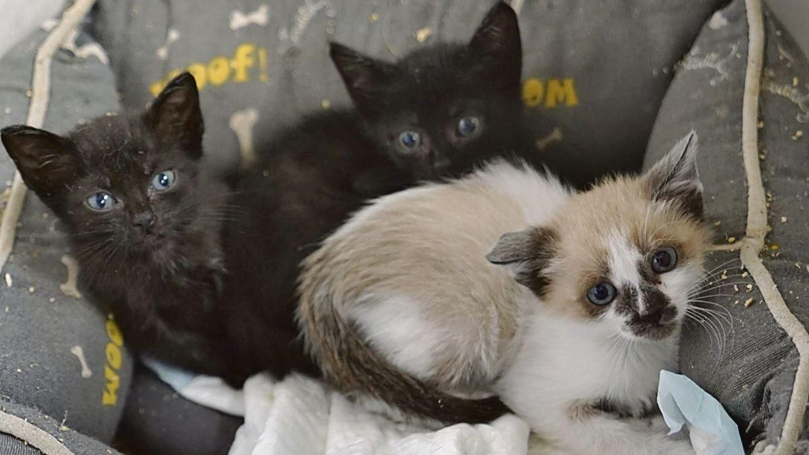 En Gatiños de Rúa, en Vigo, han participado desde el inicio de la época de camadas en 50 rescates de gatitos.