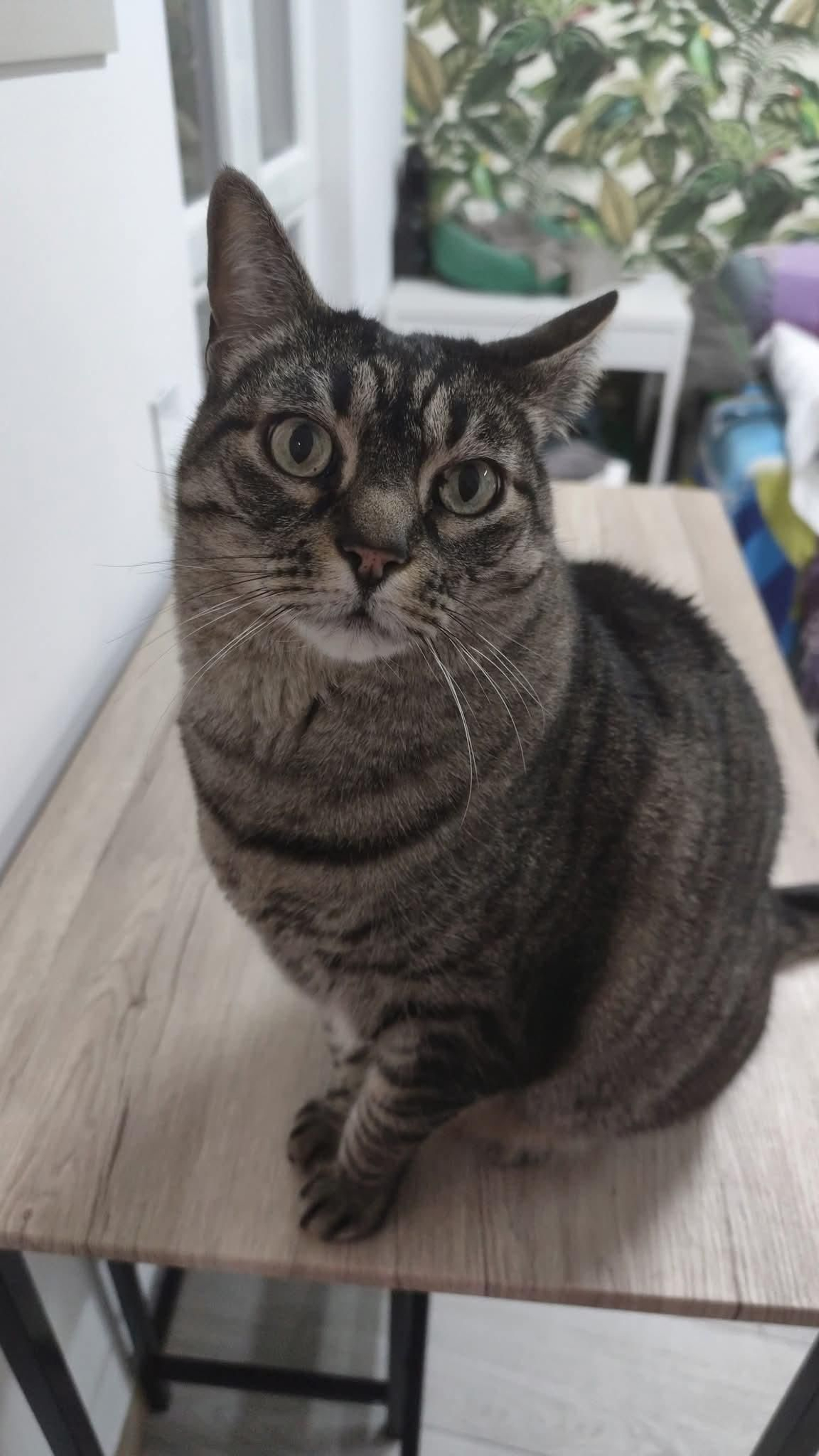 Minchi