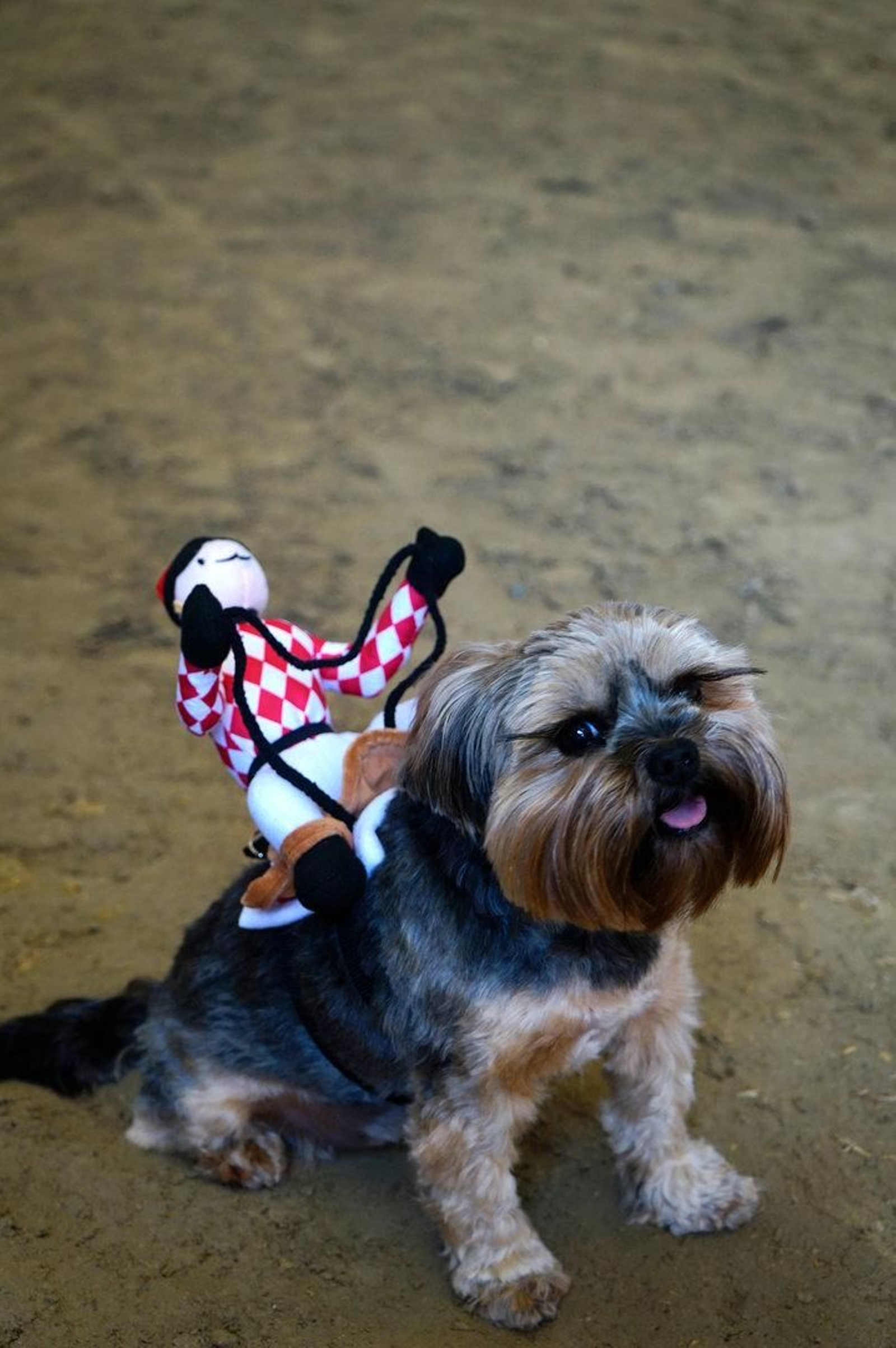 Un poco de humor en el Hipódromo.