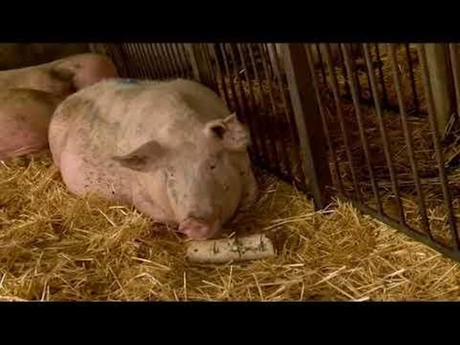 Coren aumenta en 1100 trabajadores su plantilla al integrar a los de Servicarne