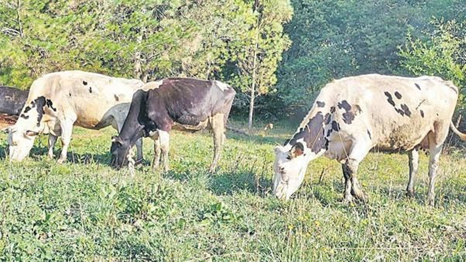 Ganado de Ecoleia, iniciativa para producir leche ecológica en Allariz.
