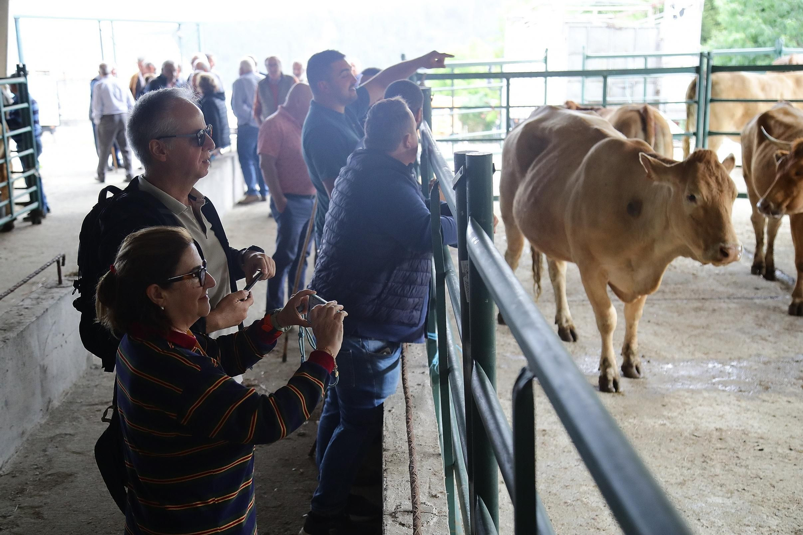Galería | Ganaderos y tratantes celebran el regreso de la feria de ganado en Castro Caldelas, en fotos