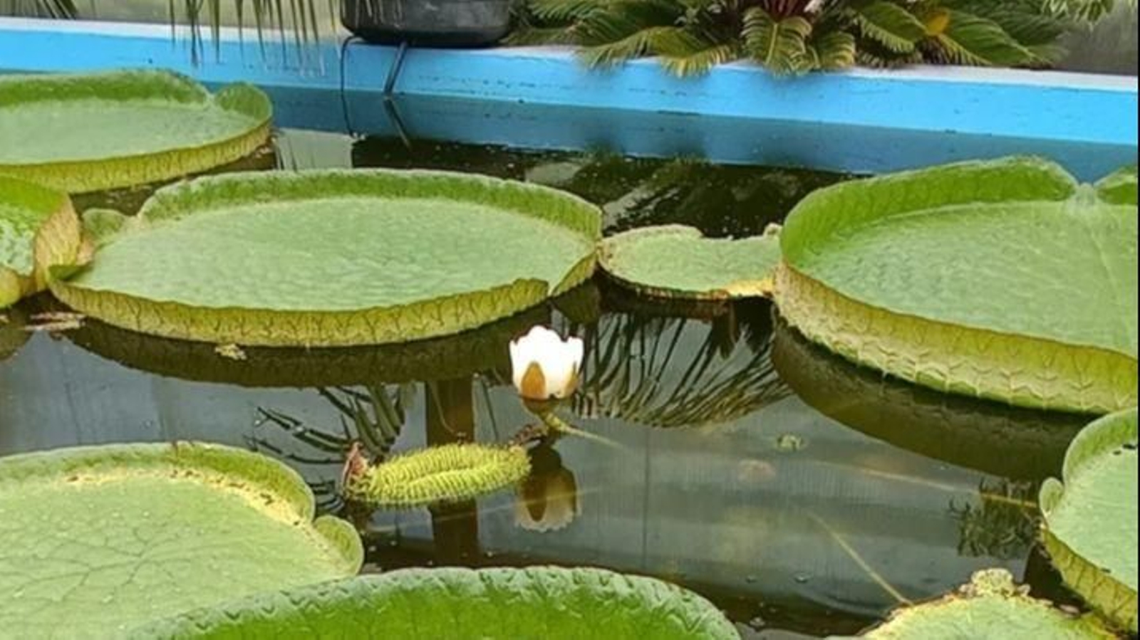 La primera flor del nenúfar gigante en el jardín Sales.